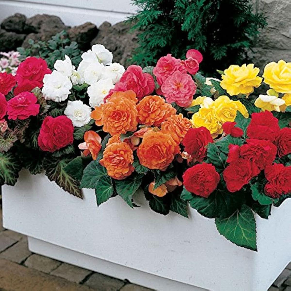 Begonia Begonia Semperflorens Flower For Planting In Indoor Pots Shaded Gardens Flower Seeds