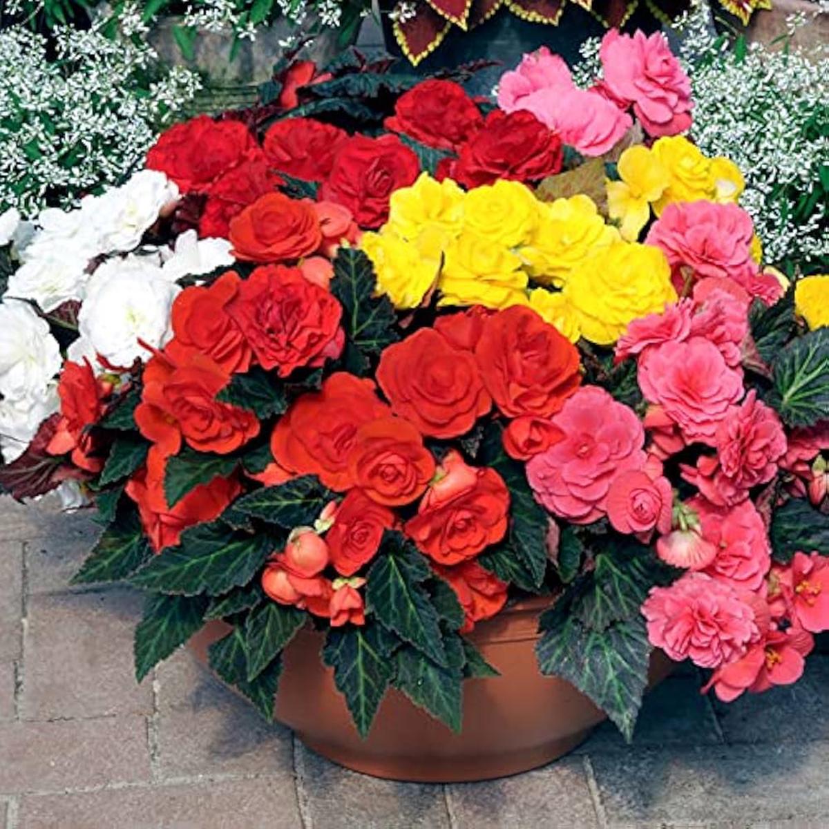 Begonia Begonia Semperflorens Mixed Flower Seeds for Planting  Ideal for Home Garden and Shaded Areas