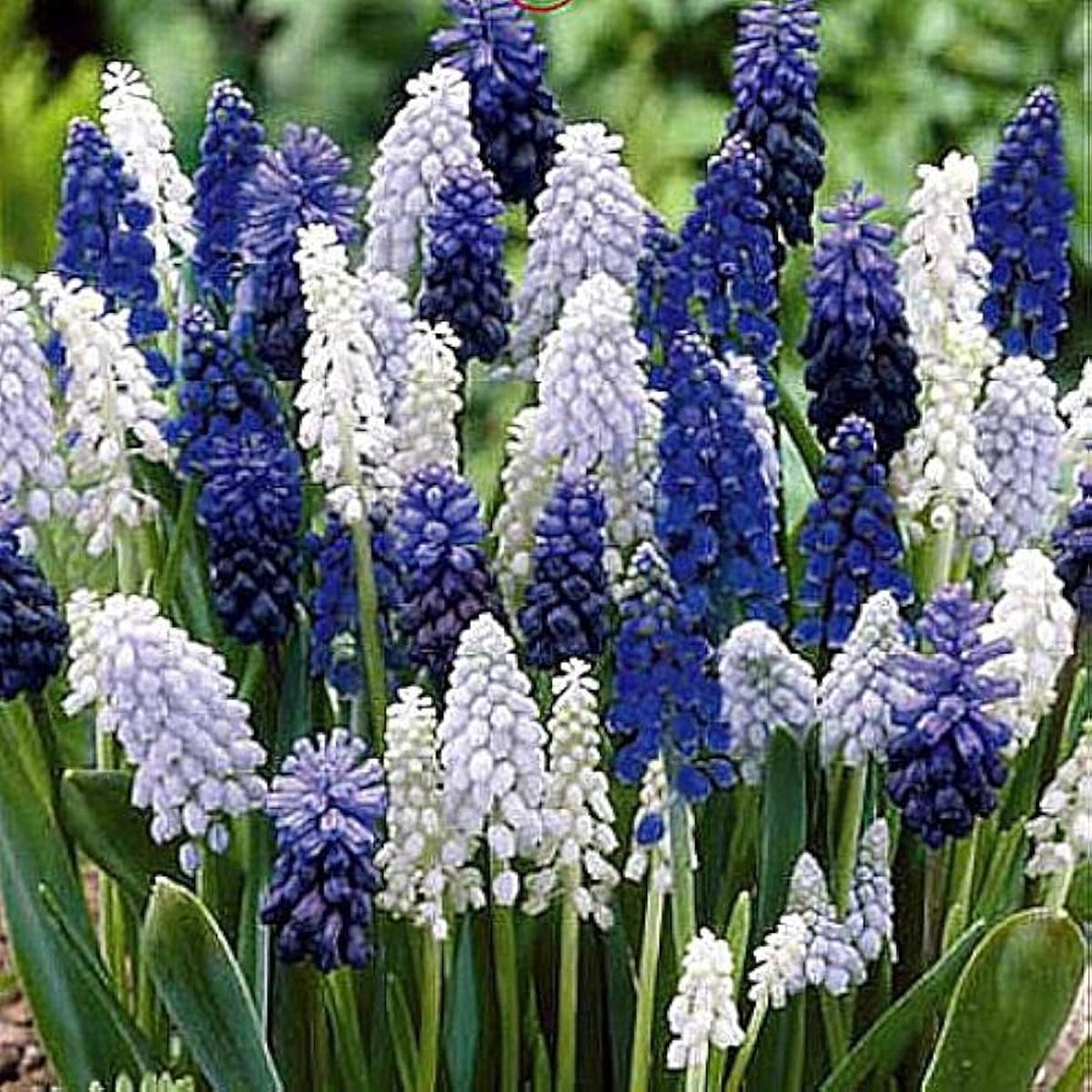 Blue Delft Grape Hyacinth Muscari Flower Planting Flower Seeds Home Garden Planting,