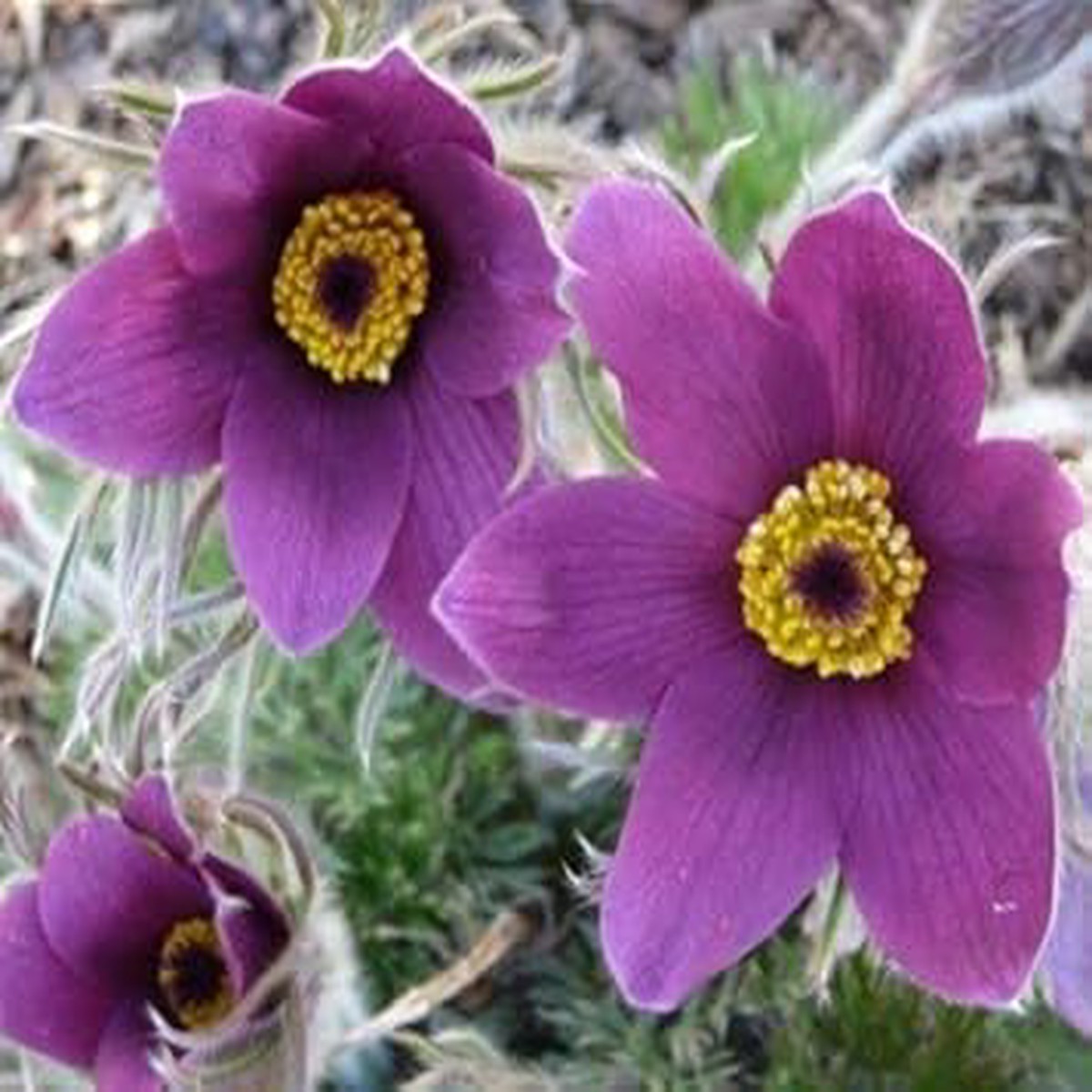 Violet Pasque Flower Seeds Heirloom Non-GMO Perennial Seeds for Vibrant Garden Displays
