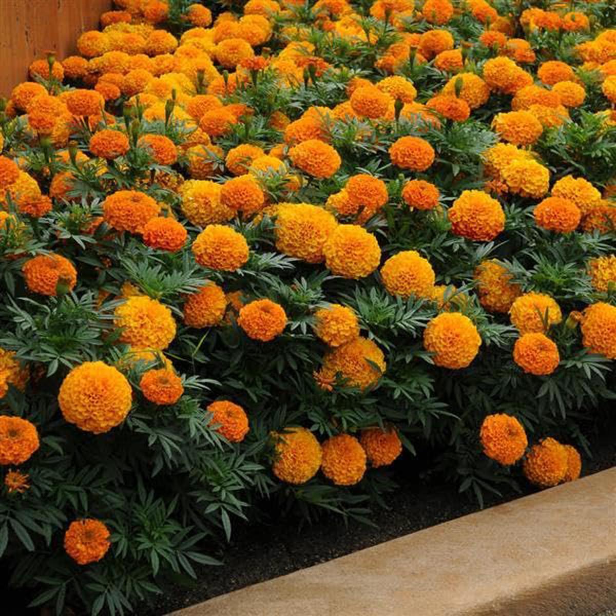 Yellow Orange Giant And Marigold Tagetes Erecta Planting In Flower Bed And Urban Garden Flower