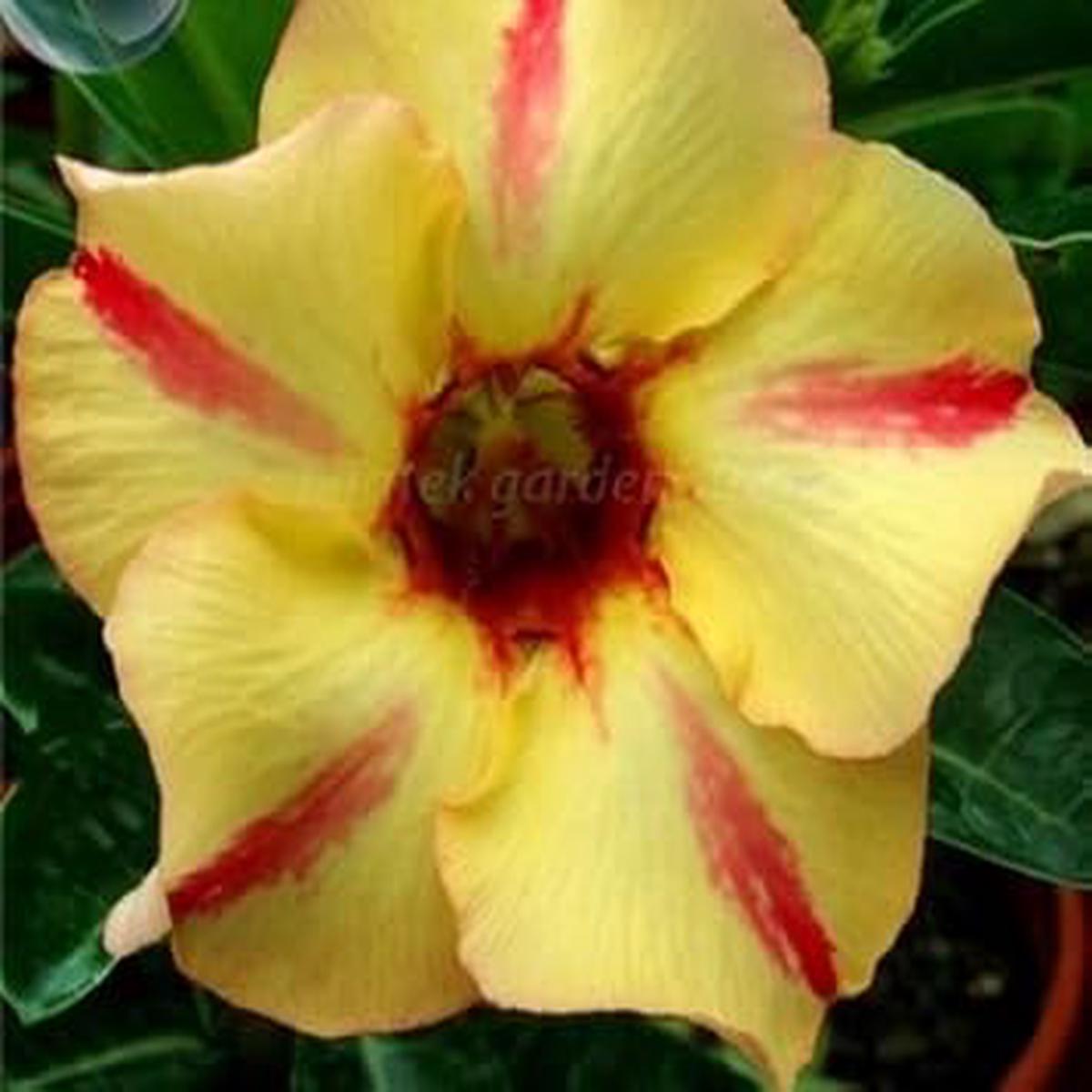 Yellow Red Bellfarm Flower Seeds for Planting  Heirloom, Non-GMO, High Germination Garden Blooms