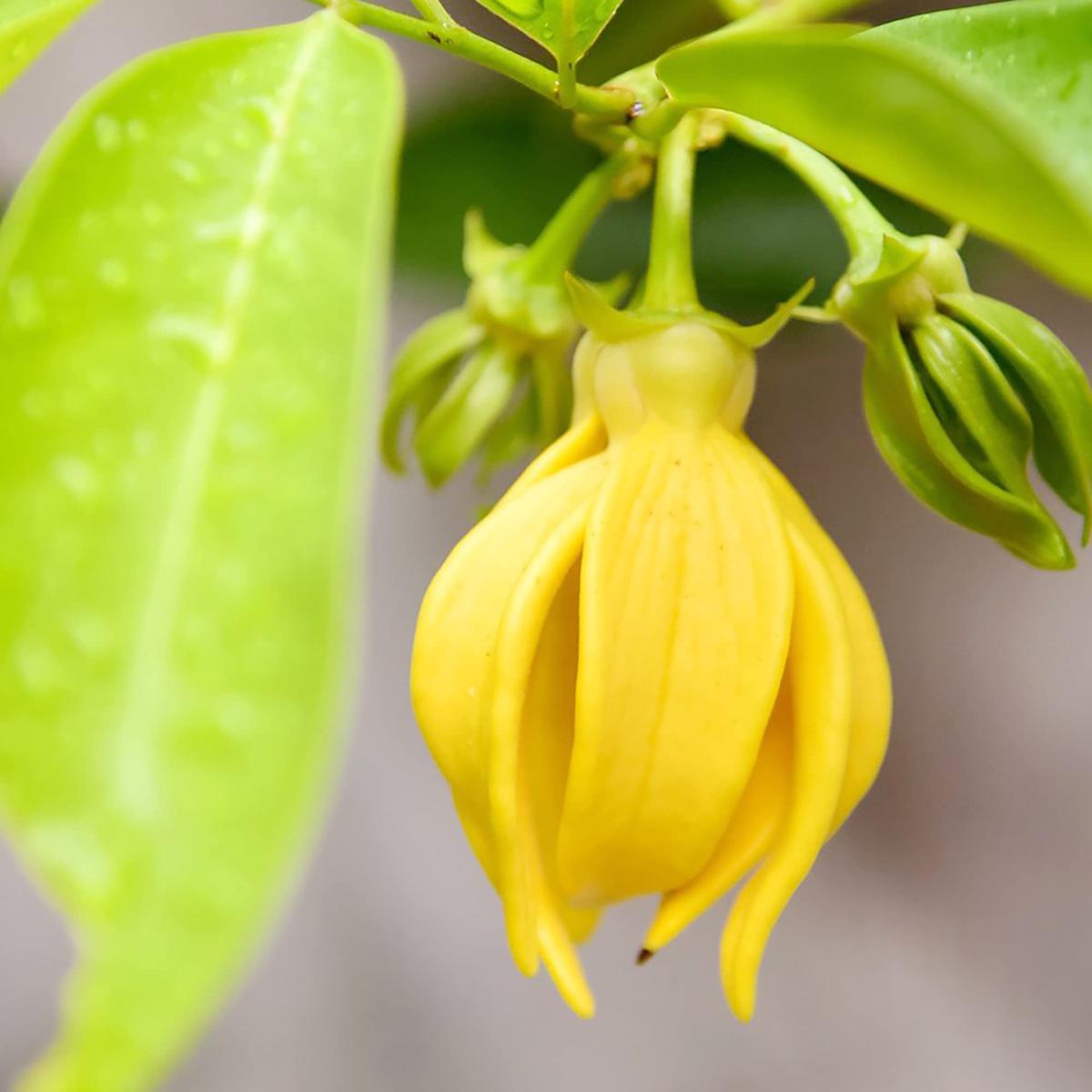 Ylang-Ylang (Cananga odorata) Flower Seeds for Planting Heirloom, Non-GMO, Fragrant, Tropical Perennial