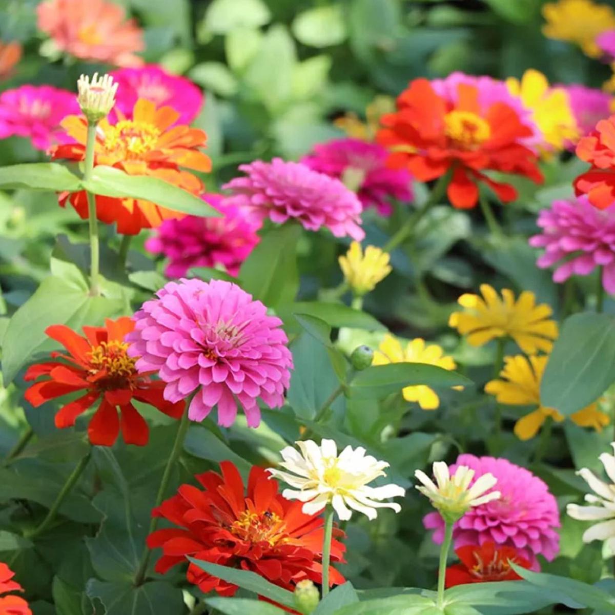 Zinnia Elegans Flower Seeds for Planting  Mixed Colors, Non-GMO, Heirloom Variety