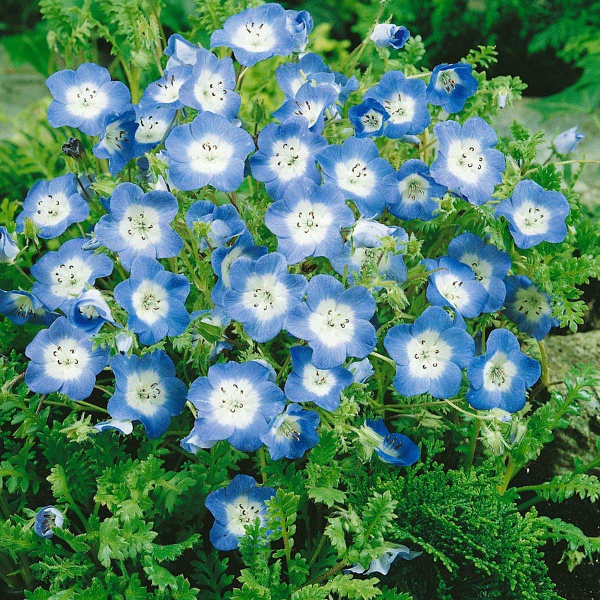 Baby Blue Eyes Nemophila menziesii Seeds for Planting - Ideal for Flower Bed & Urban Garden