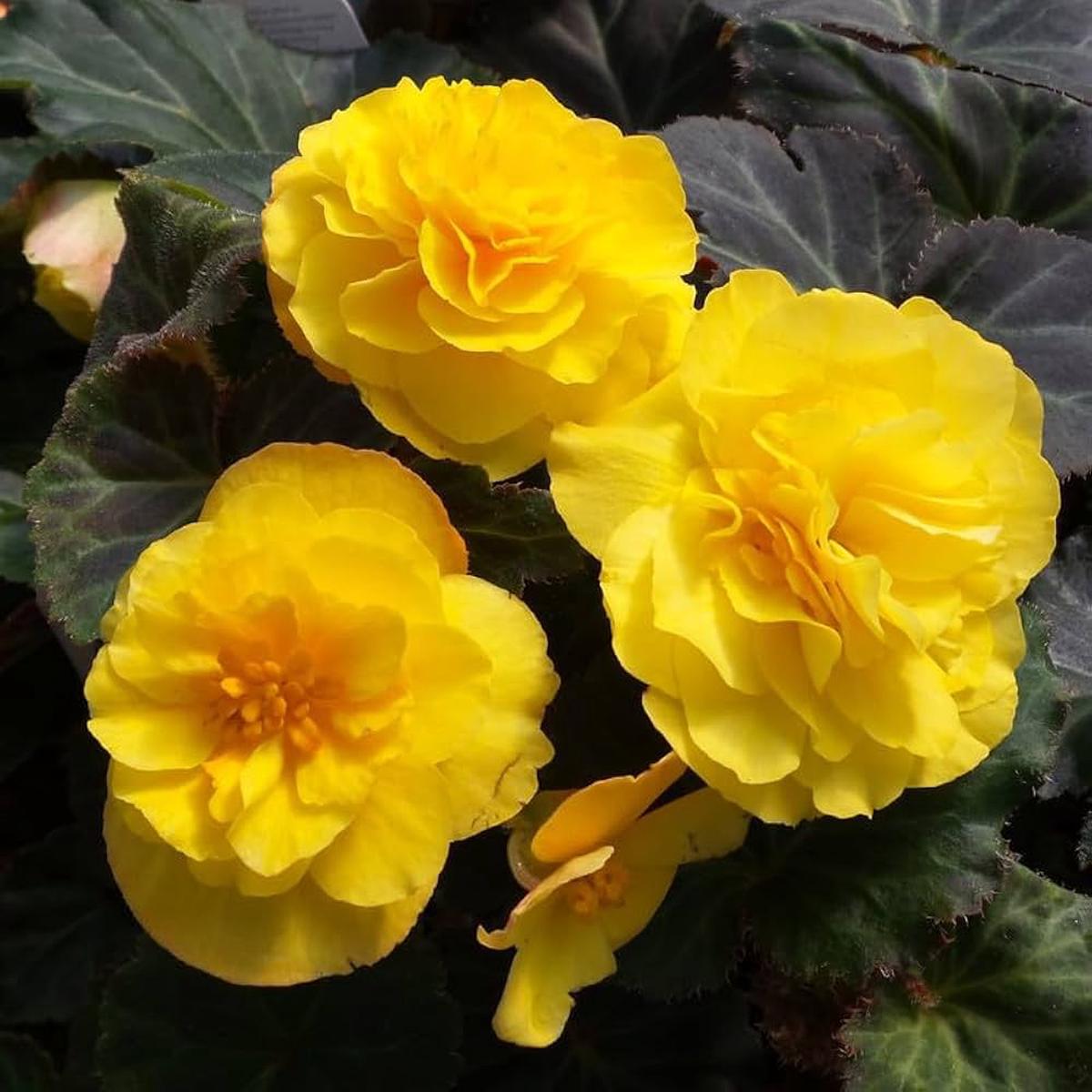 Begonia Begonia Tuberhybrida Nonstop Mocca Mix Flower For Planting In Shaded Pots Or Home Garden