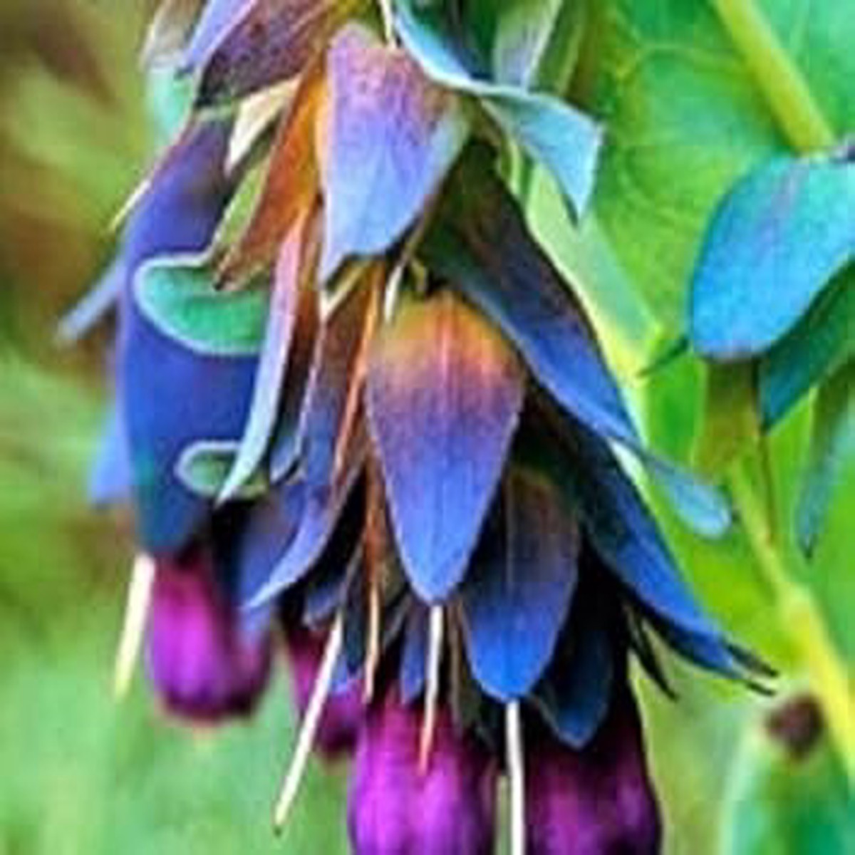 Blue Cerinthe Flower Seeds for Planting Heirloom, Non-GMO, Compact Growth Garden Seeds