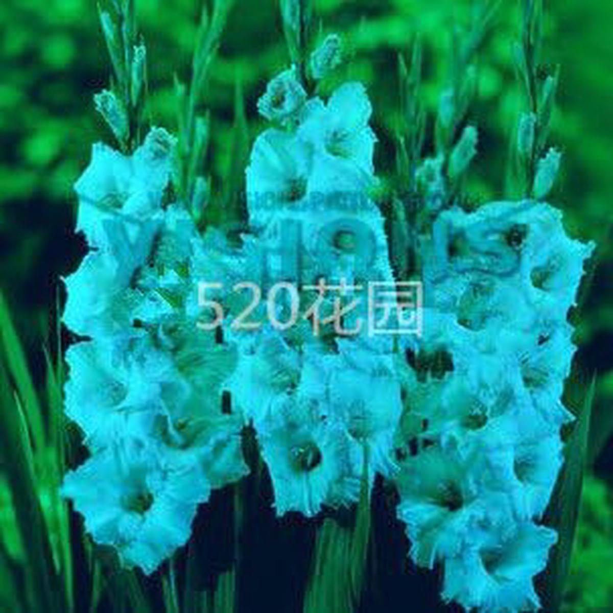Blue Gladiolus Flower Seeds Heirloom Non-GMO Organic Garden Seeds for Planting with High Germination