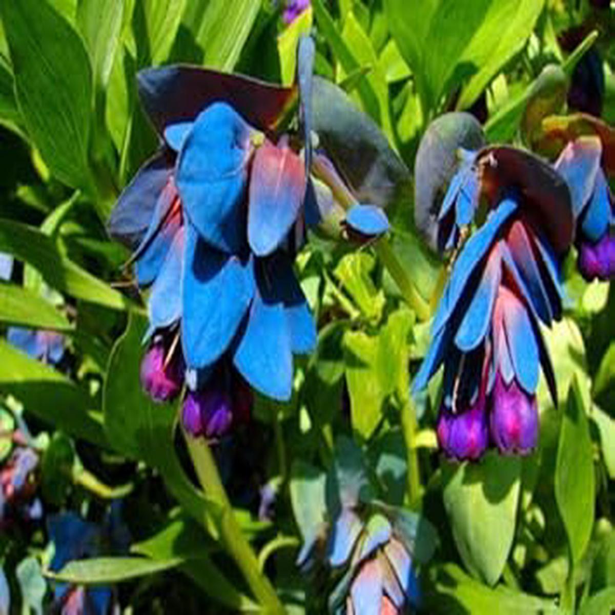 Blue Honeywort Plant Seeds for Planting - 100 pcs
