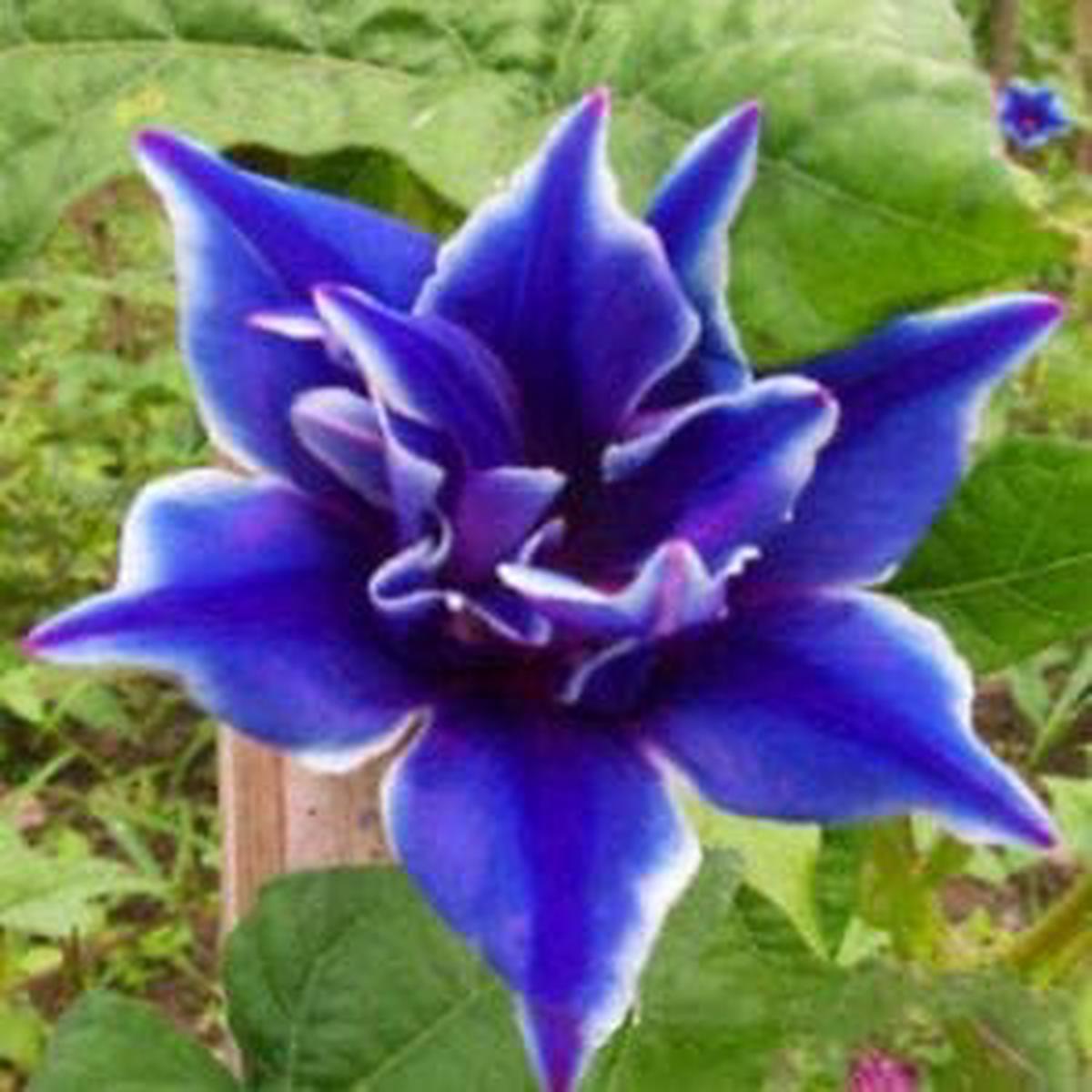Blue Light Purple Petunia Flower Seeds for Planting  Heirloom, Non-GMO, High Germination Organic Garden Seeds
