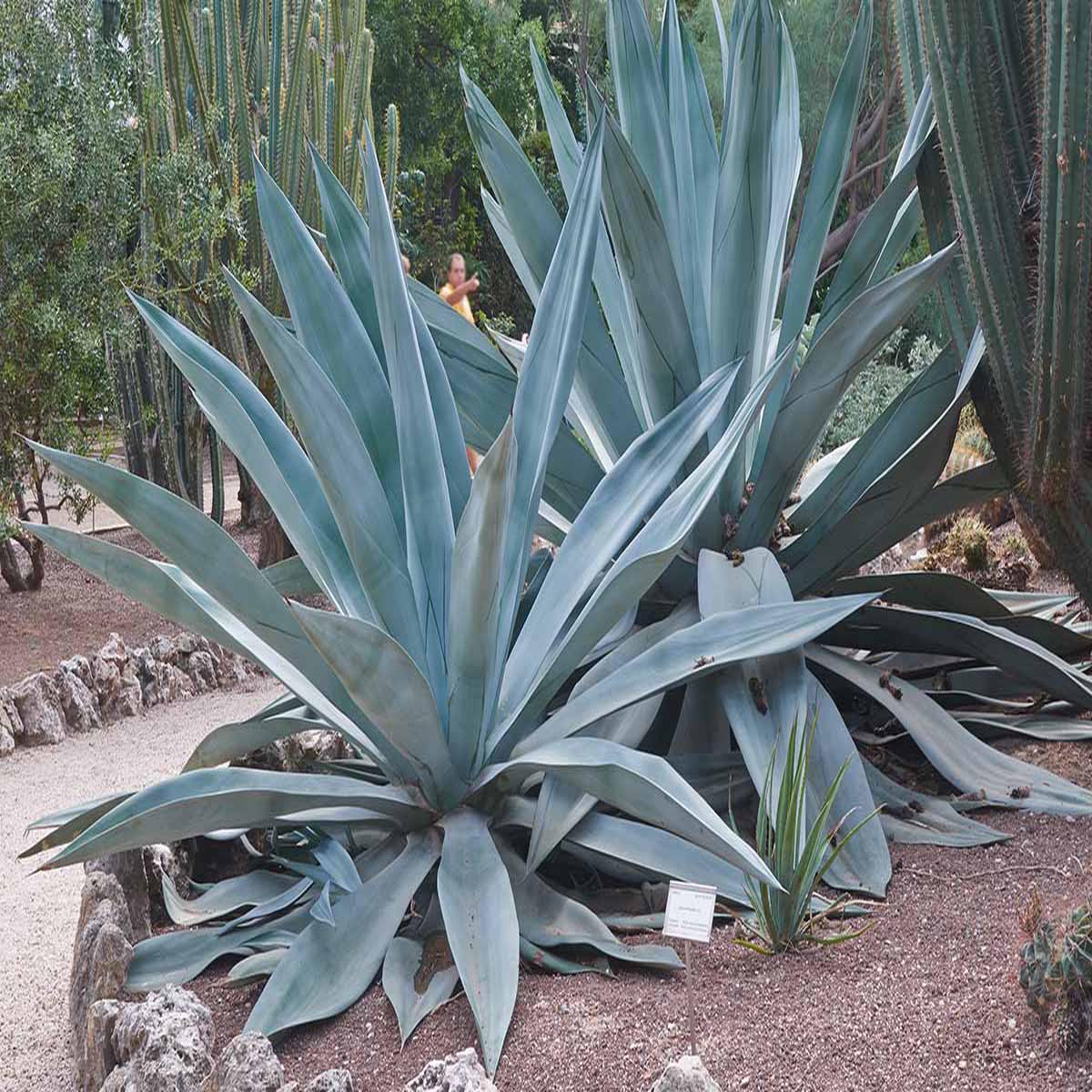 Blue Maguey Aloe Flower Seeds for Planting  Easy to Grow Heirloom Non-GMO Seeds