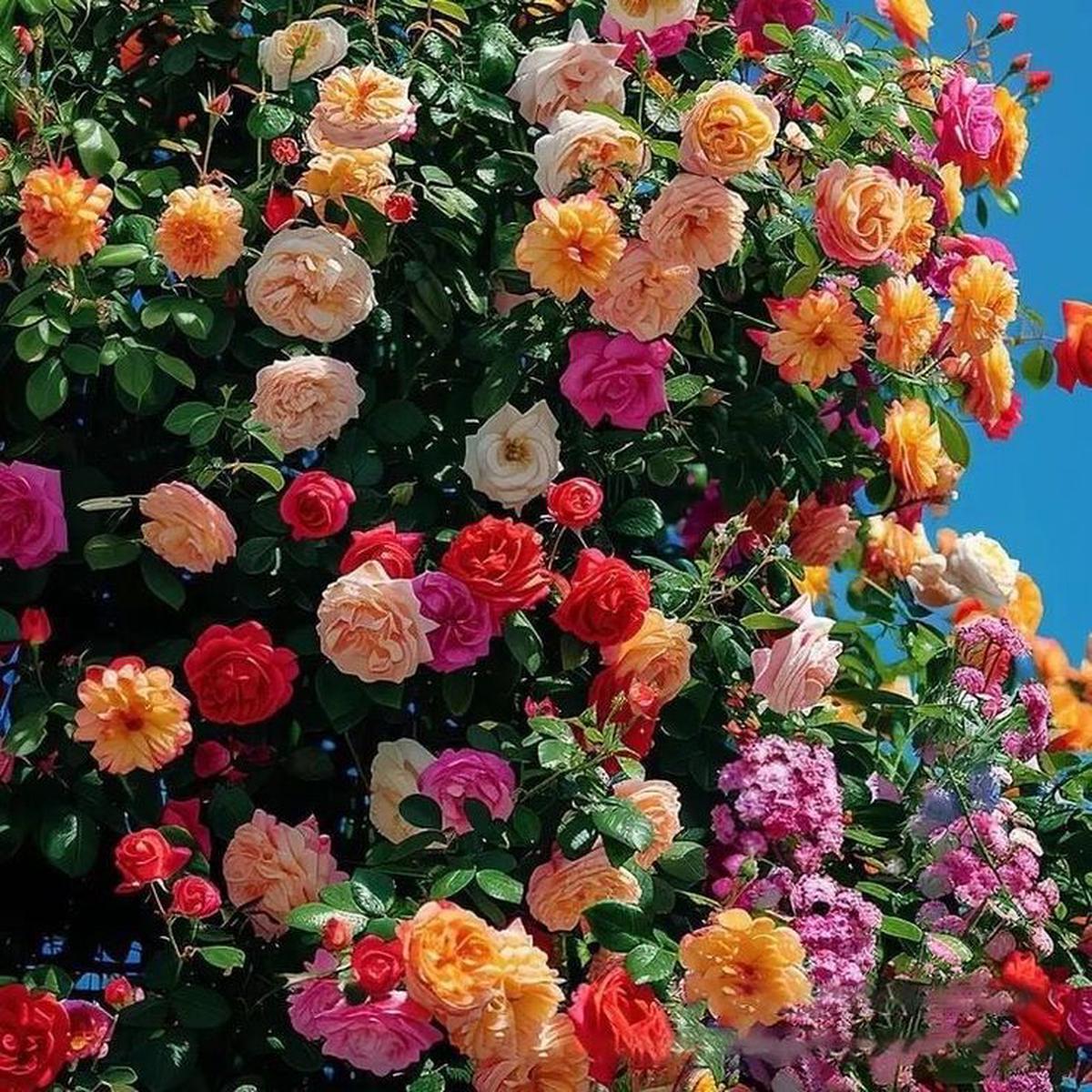 Mixed Color Climbing Rose Flower Seeds for Planting Heirloom, Non-GMO, High Germination Garden Favorite