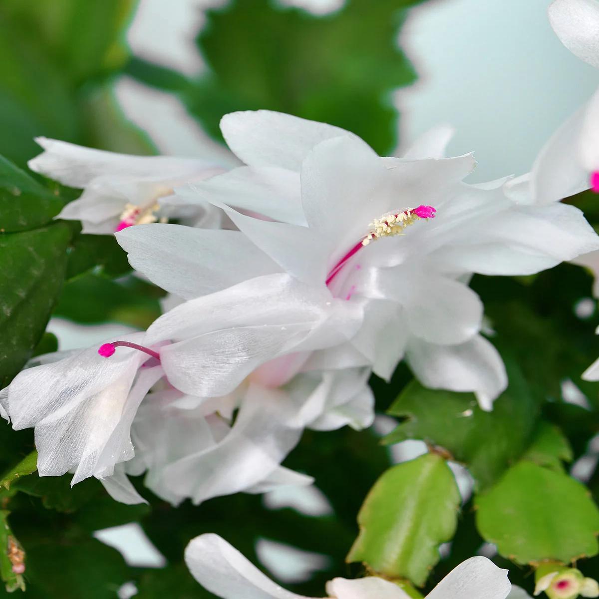 White Schlumbergera Flower Seeds for Planting Heirloom, Non-GMO, High Germination Seeds
