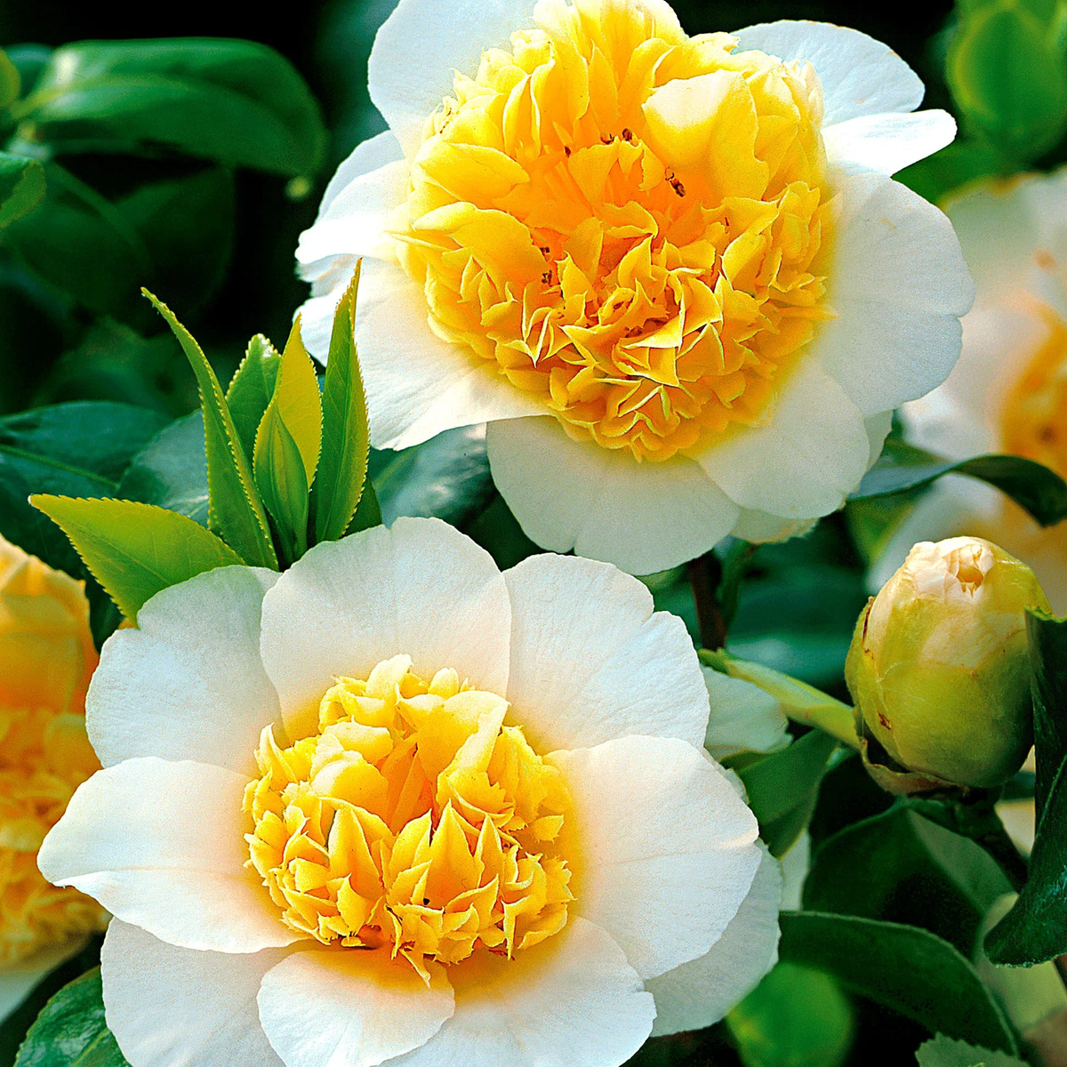 White Yellow Camellia Flower Seeds Non-GMO, for Garden Planting