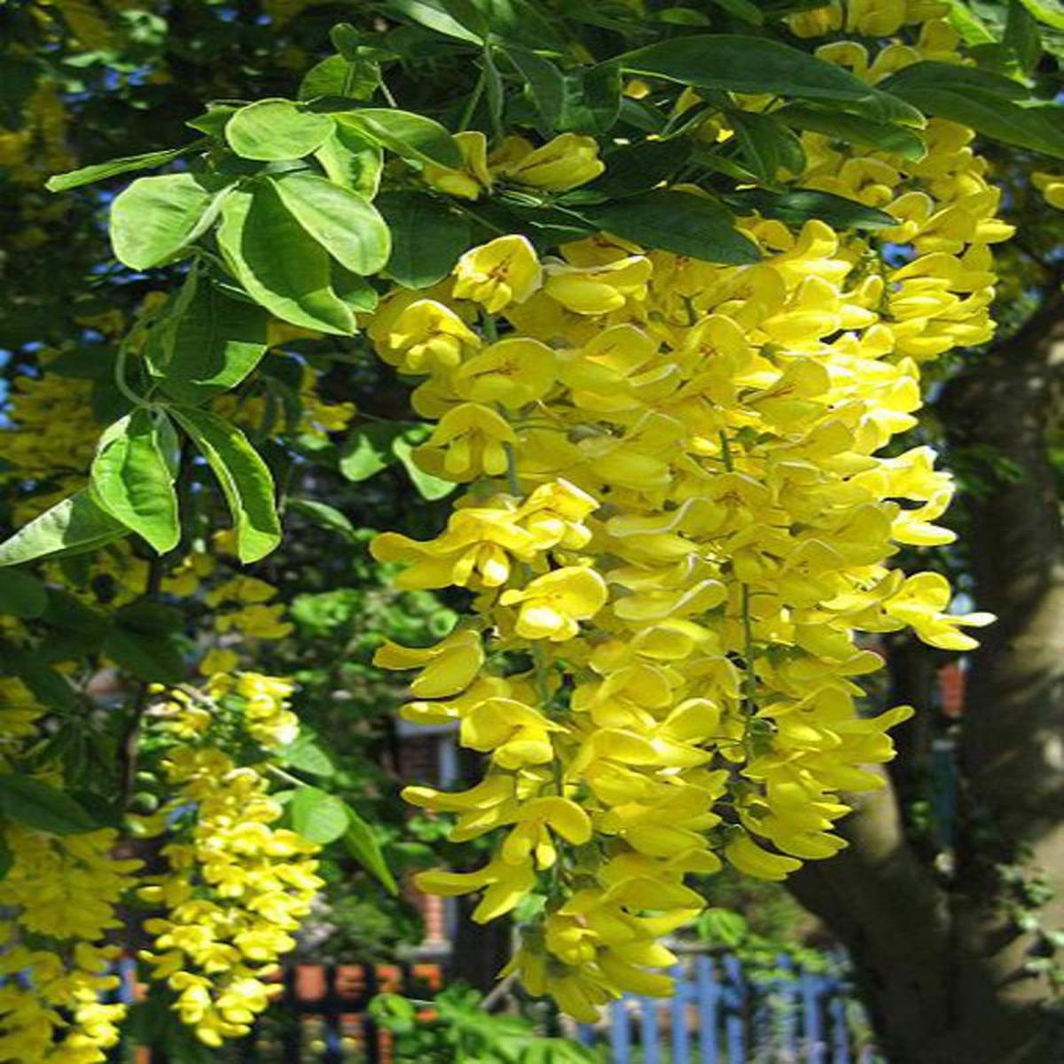 Yellow Anagyroides Flower seeds for Planting - Seasonal Bloomer, Heirloom & GMO Free Seeds for Home Garden