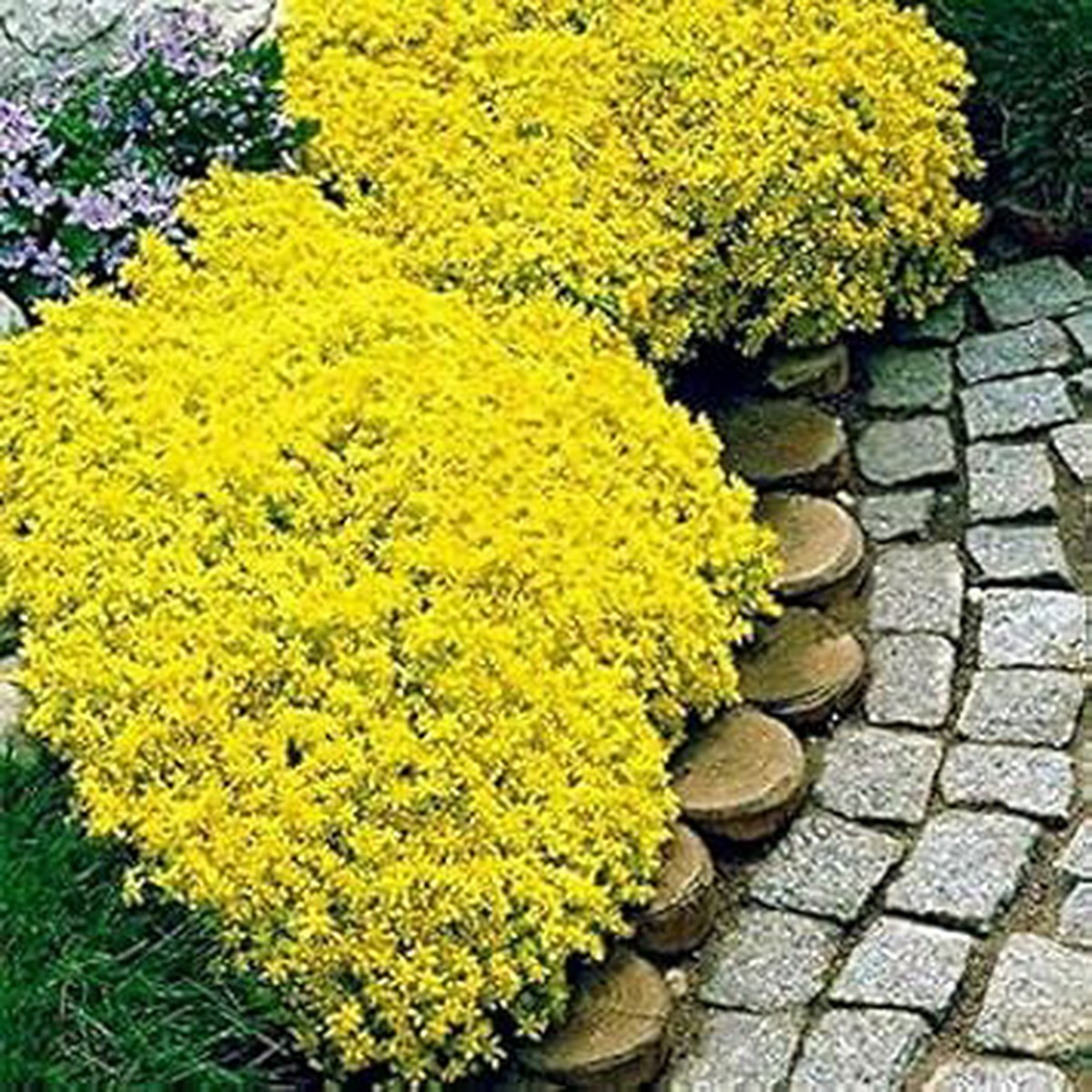 Yellow Aubrieta Flower Seeds Heirloom, Non-GMO, High Germination Organic Garden Seeds for Planting Ground Cover Blooms
