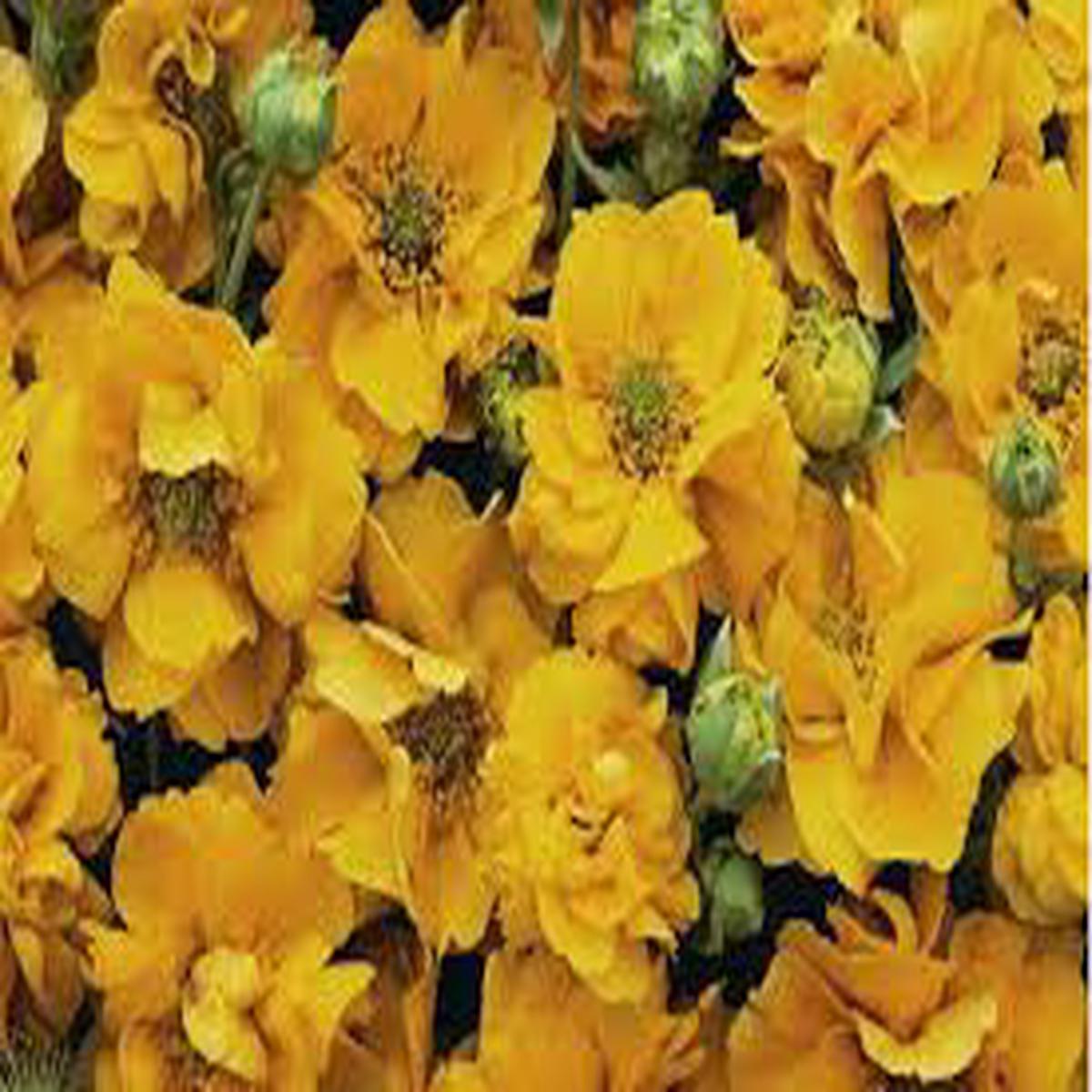 Yellow Avens Sunrise Flower Seeds for Planting  Vibrant Colors, Heirloom & Non-GMO