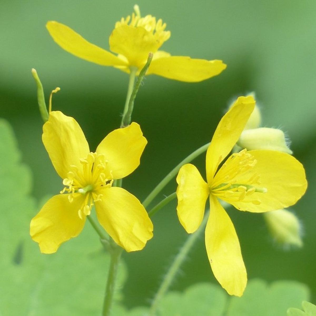 Yellow Chelidonium Flower Seeds for Planting  Heirloom Non-GMO, High Germination Organic Garden Seeds