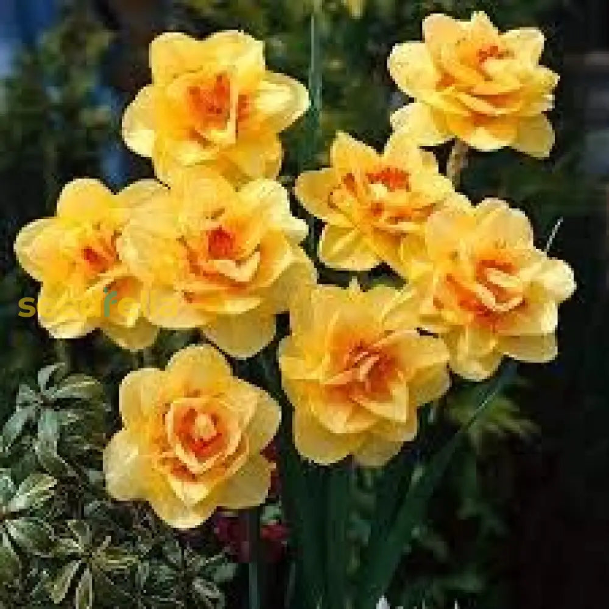 Yellow Red Daffodil Seeds for Planting Bright Perennial Flowers