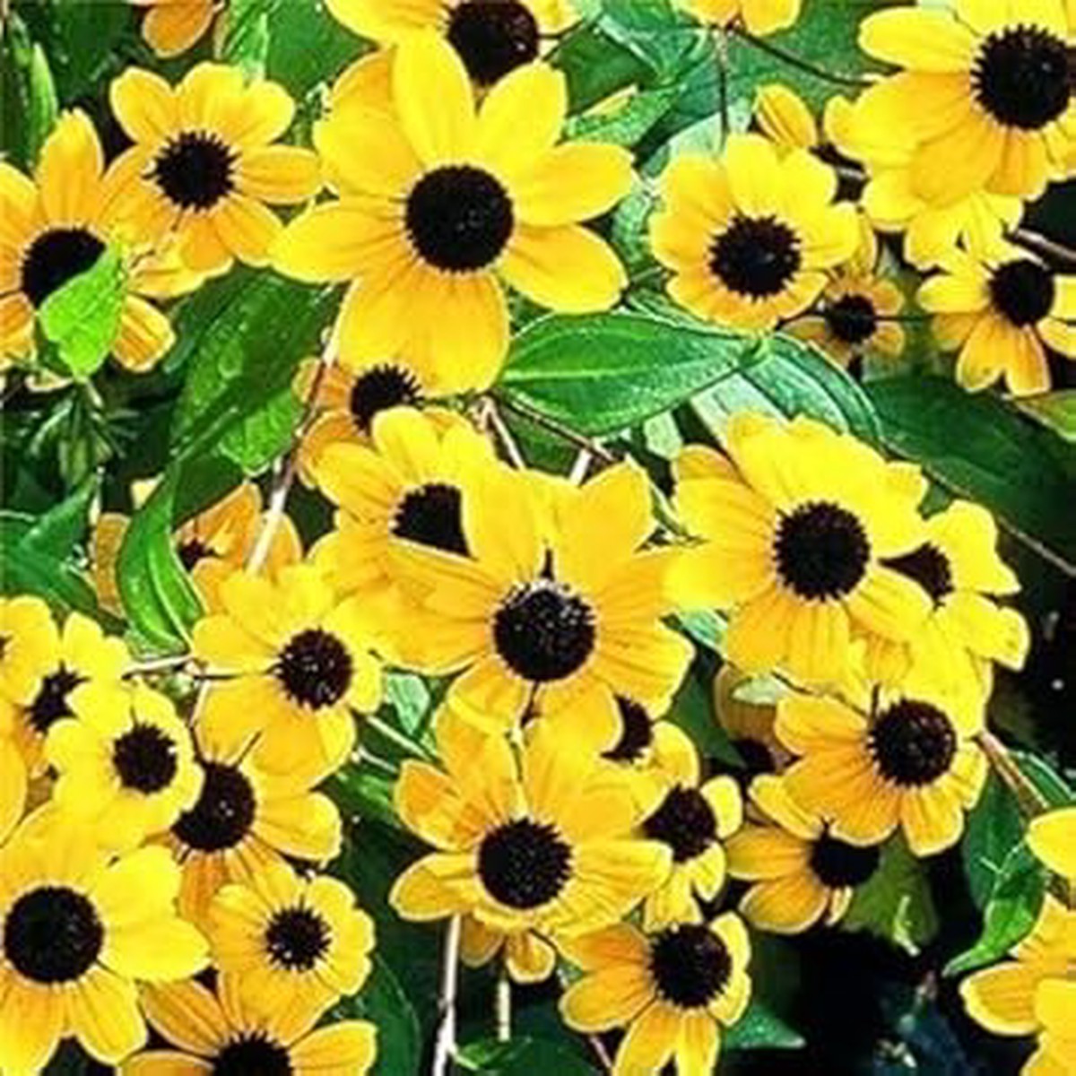 Yellow Rudbeckia Triloba Flower For Planting Flower Seeds for Home Garden Planting, Lush Organic