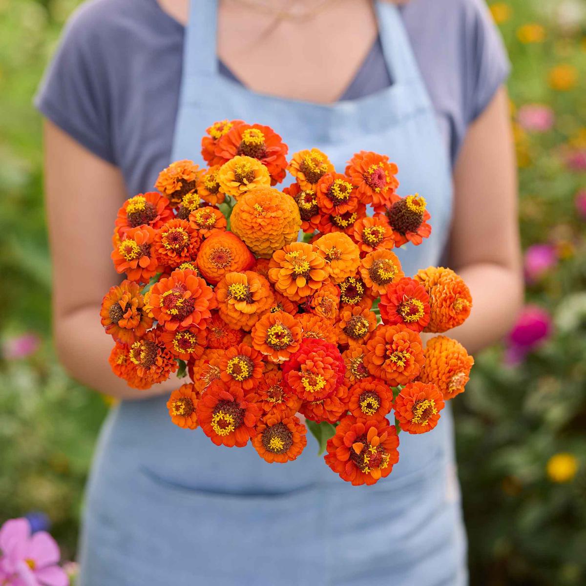 Zinnia Seeds - Lilliput Orange