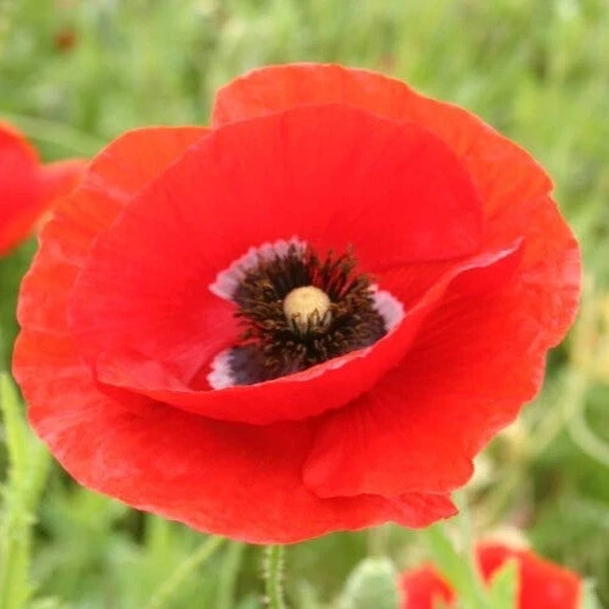 American Legion Poppy Seeds For Planting Seeds  Heirloom, Non-GMO, High Germination Organic Garden Seeds