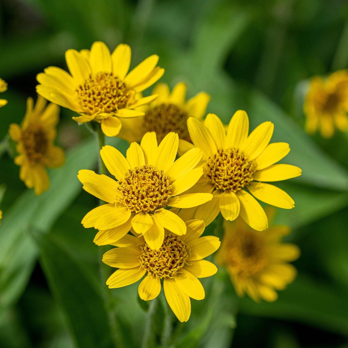 Arnica Flower Seeds for Planting  Heirloom, Non-GMO, Medicinal, Perennial
