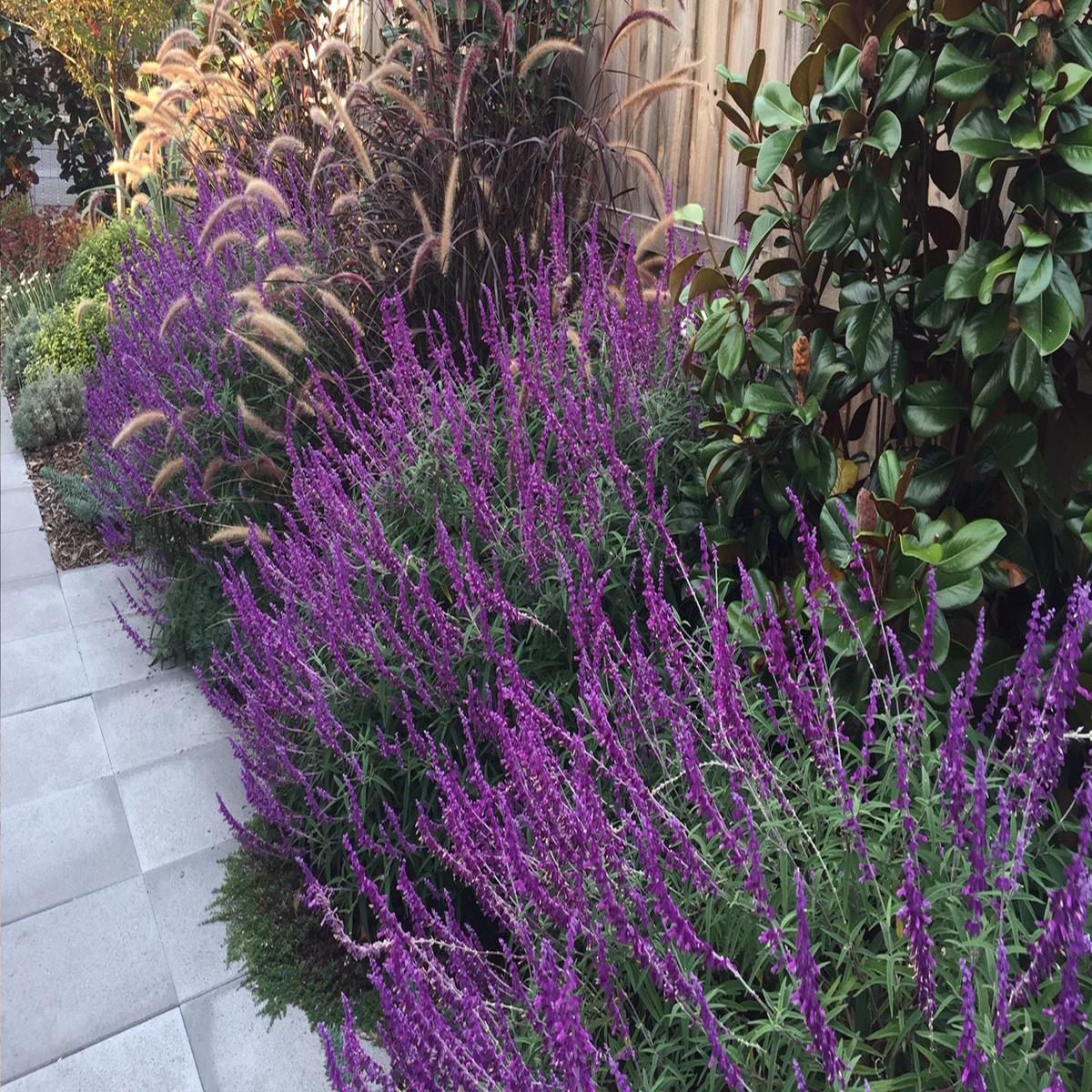 Lavender Barbara Flower Seeds Heirloom, Non-GMO Seeds for Planting Fragrant Garden Blooms