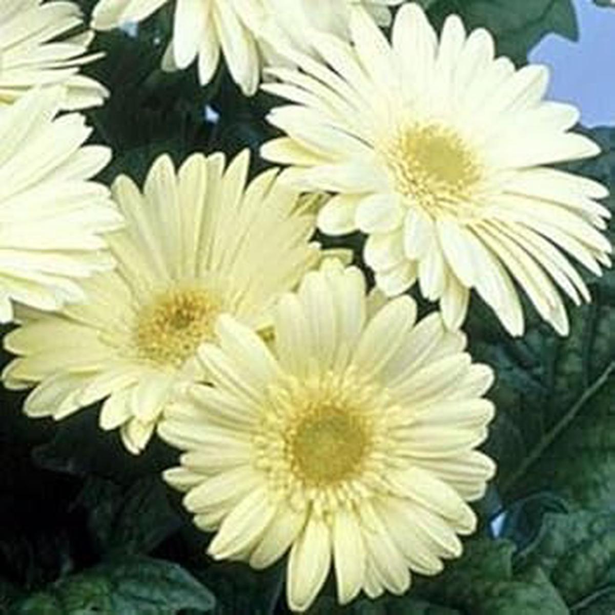White Gerbera Vanilla Flower seeds for Planting - Garden Favorite, Heirloom & GMO Free Seeds for Home Garden