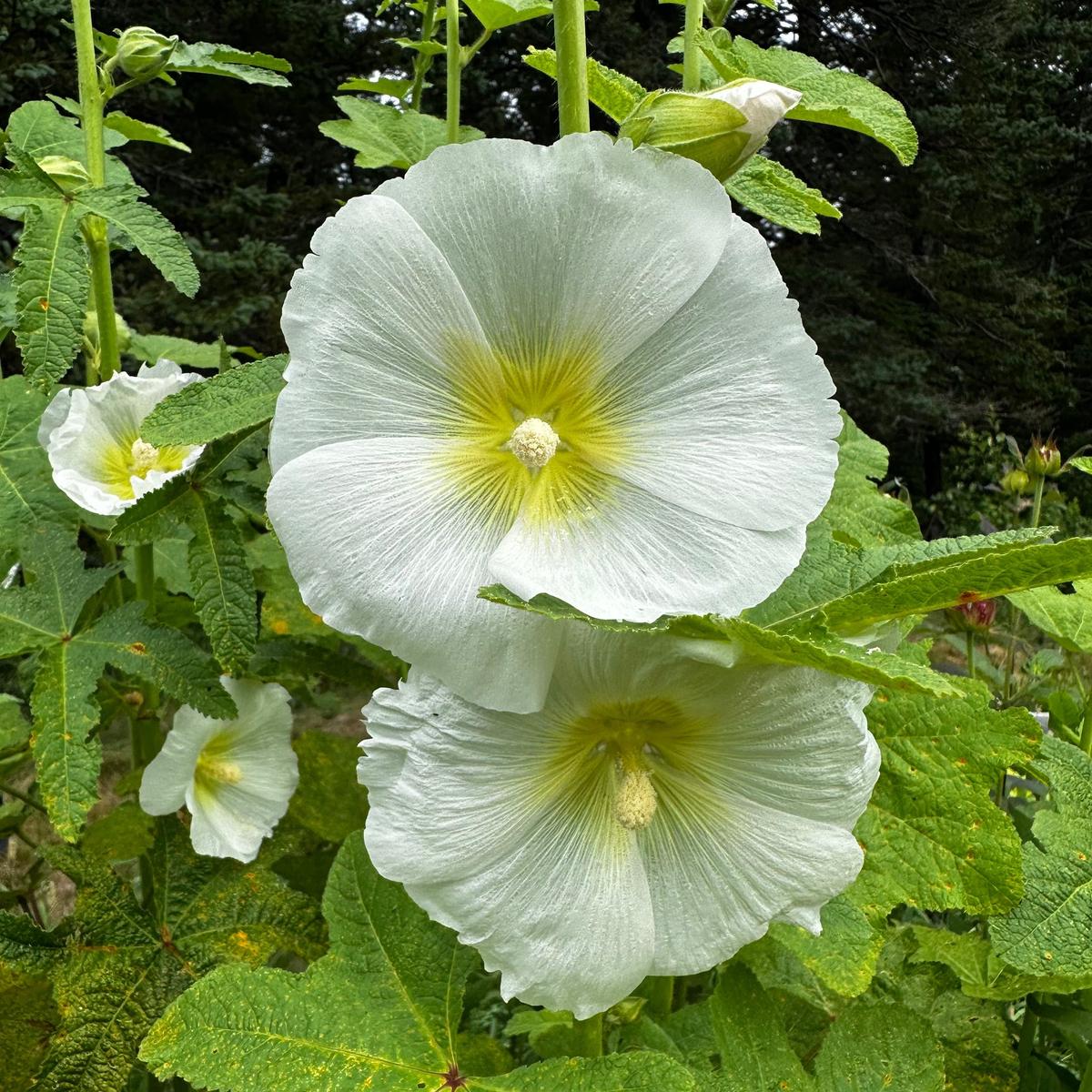 White Hollyhock Flower Seeds for Planting  Heirloom, Non-GMO, Perennial, Easy to Grow
