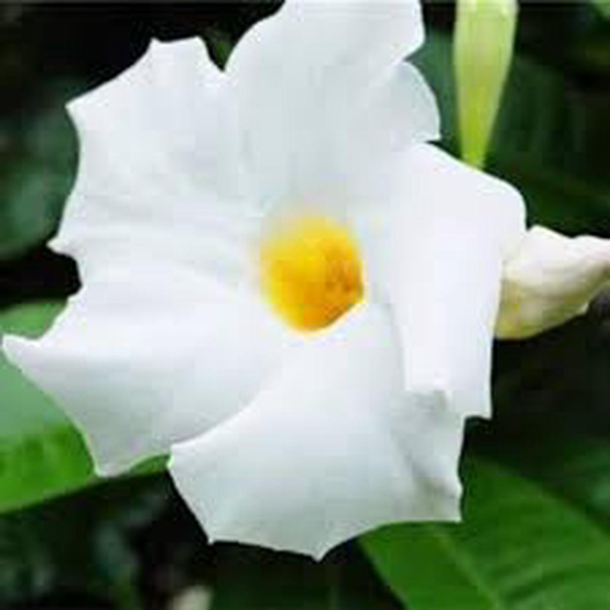 White Mandevilla Sanderi Flower Seeds for Planting  Heirloom Non-GMO, High Germination Organic Garden Seeds