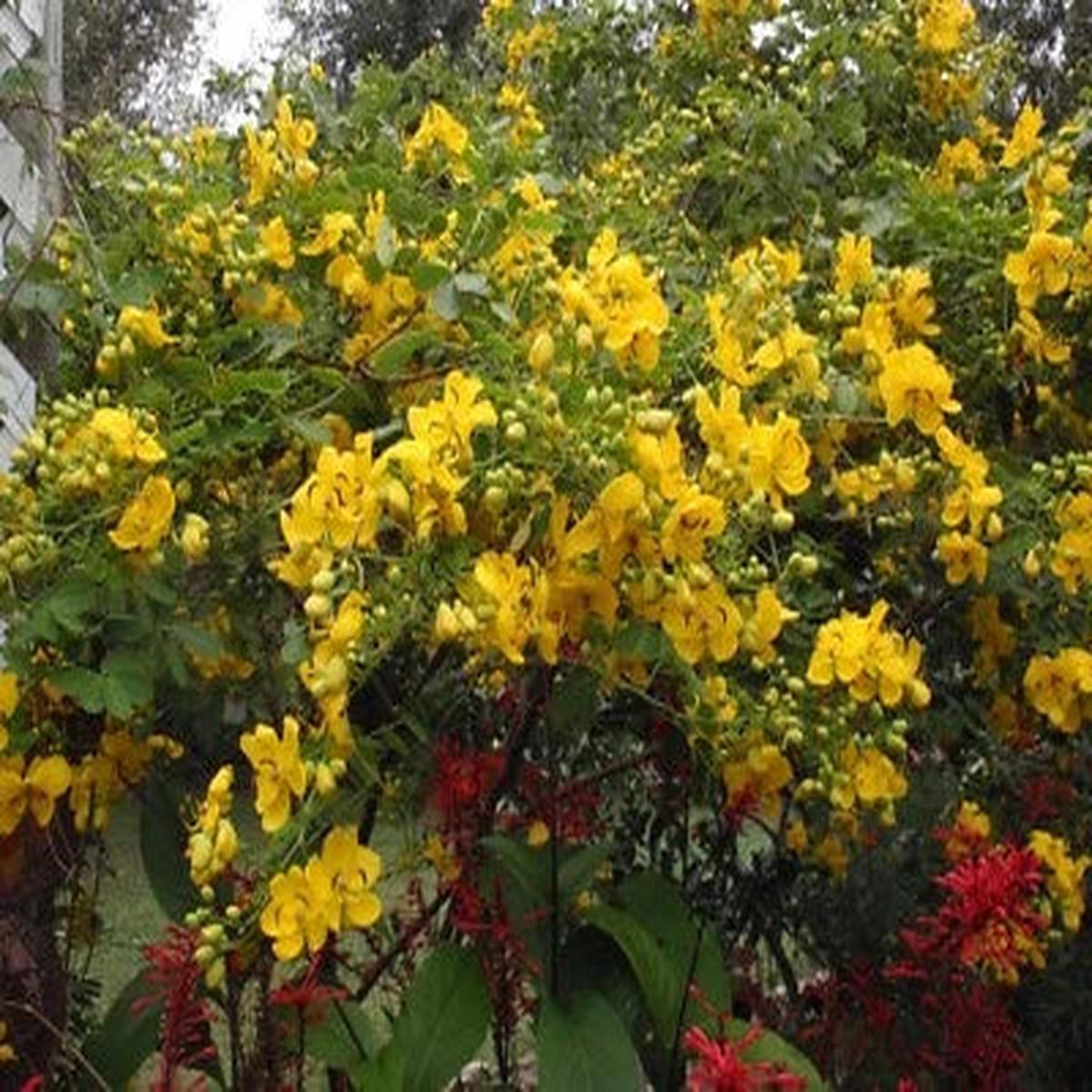 Yellow Cassia Bicapsularis Winter Cassia Flowers Heirloom Non Gmo Flower Seeds Home Garden