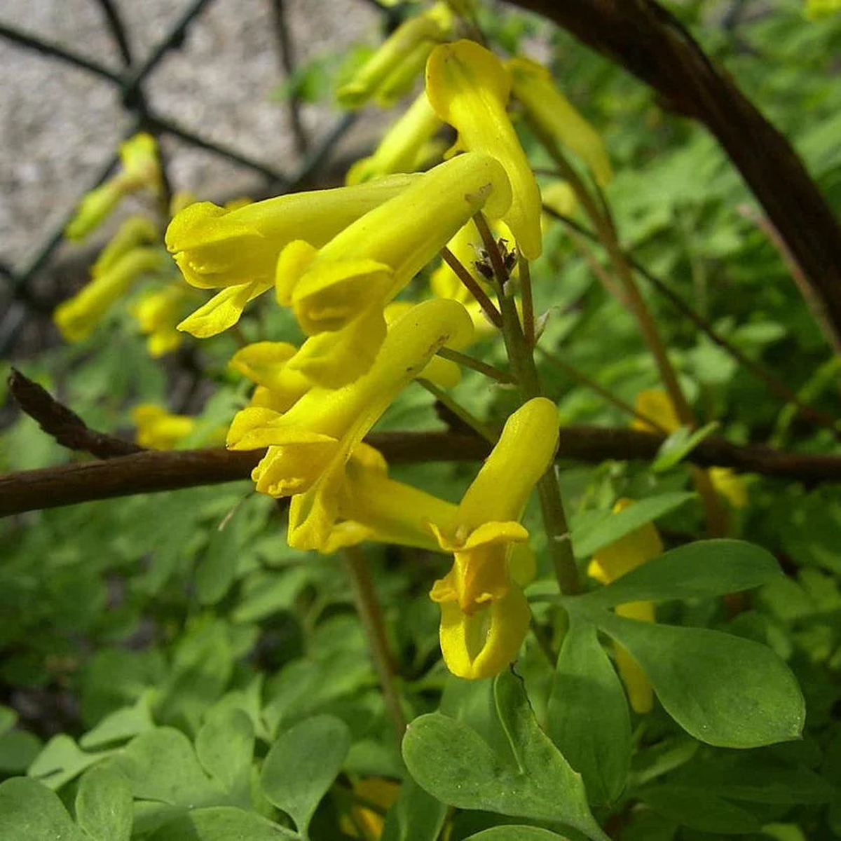 Yellow Corydalis Flower Seeds for Planting Heirloom, Non-GMO, High Germination Garden Seeds