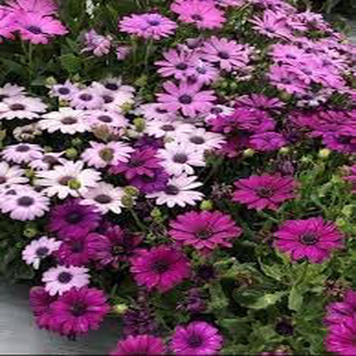 African Marigold Mixed Flower Seeds for Planting  Non-GMO Heirloom Organic Garden Seeds, High Germination