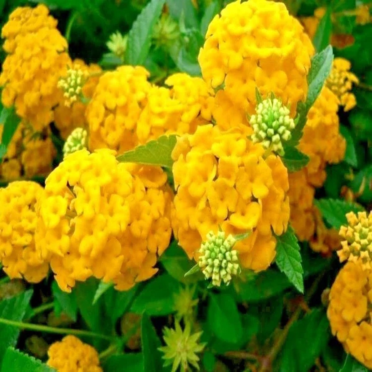 Arriba Reblooming Hydrangea Seeds - Macrophylla Flower Seeds for Garden