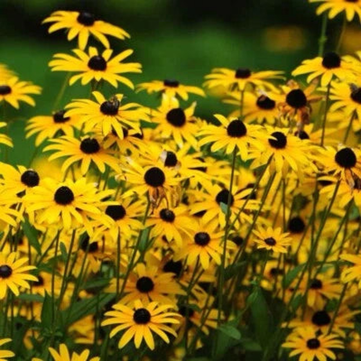 Black-Eyed Susan Seeds for Planting - (Rudbeckia Hirta) Attracts Pollinators - USA Heirloom, Non-GMO