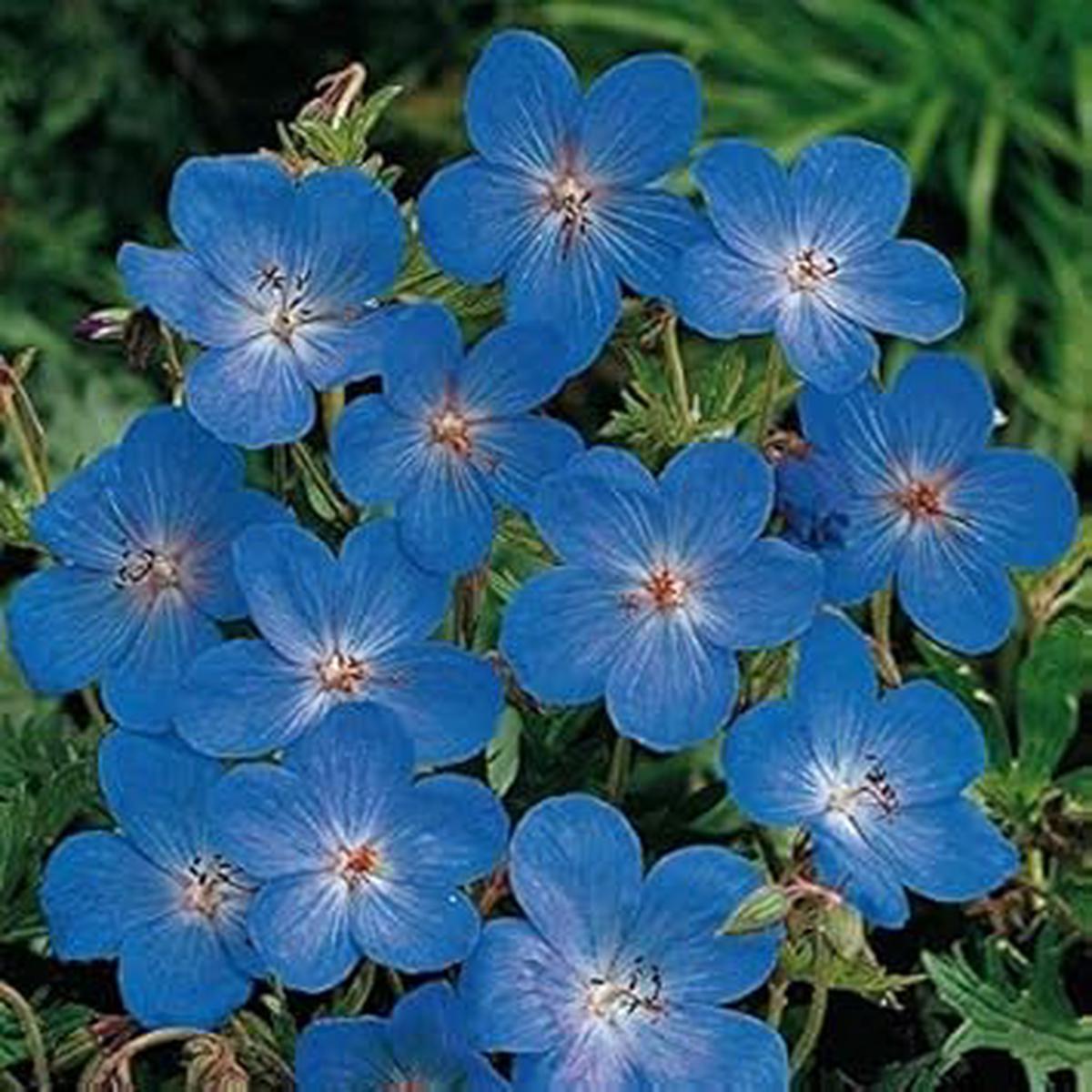 Blue Geraniums Flower Seeds for Planting Heirloom, Non-GMO, Easy to Grow Organic Garden Seeds