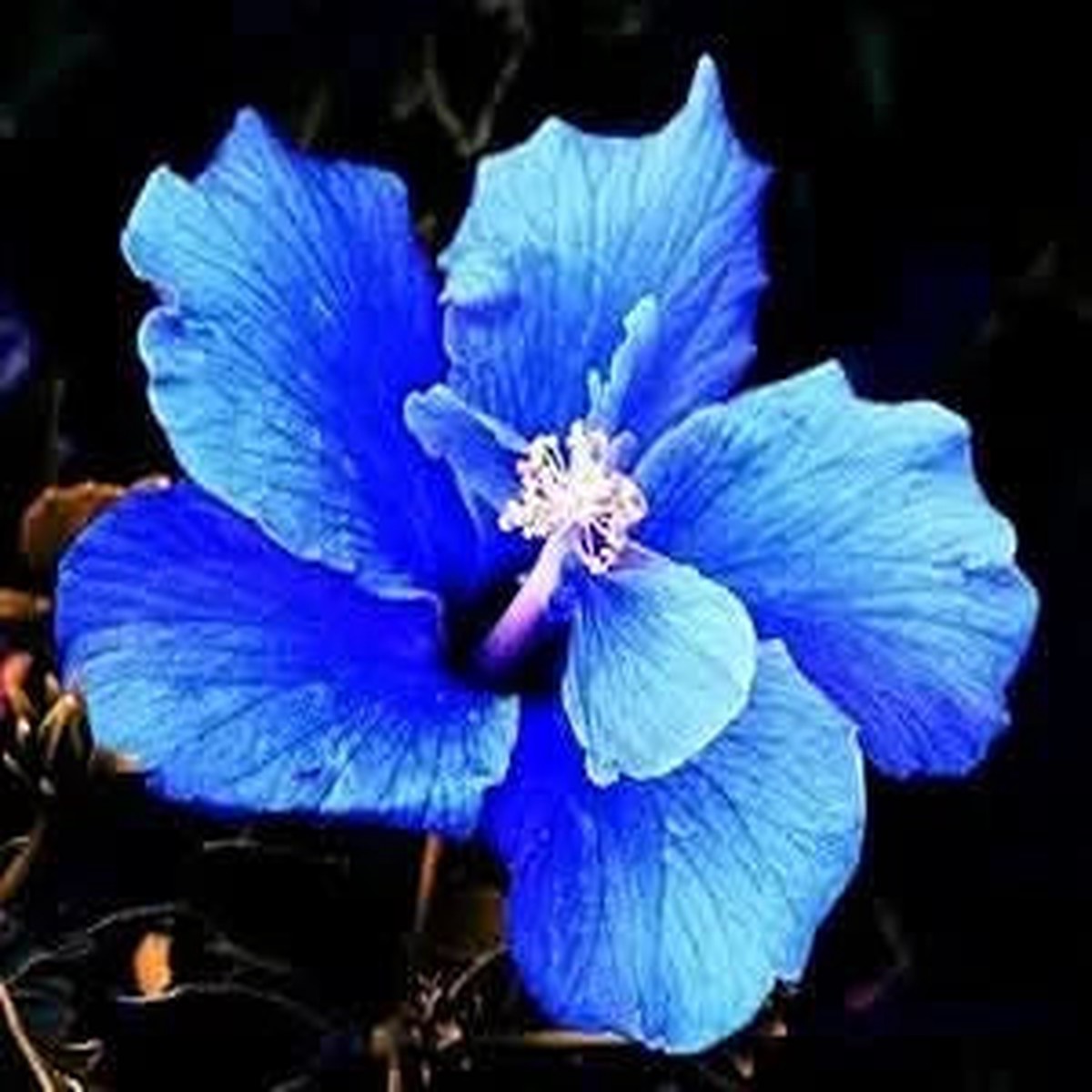 Blue Giant Hibiscus Flower Potted Yard Plant Flower Seeds for Home Garden Planting, Lush Organic