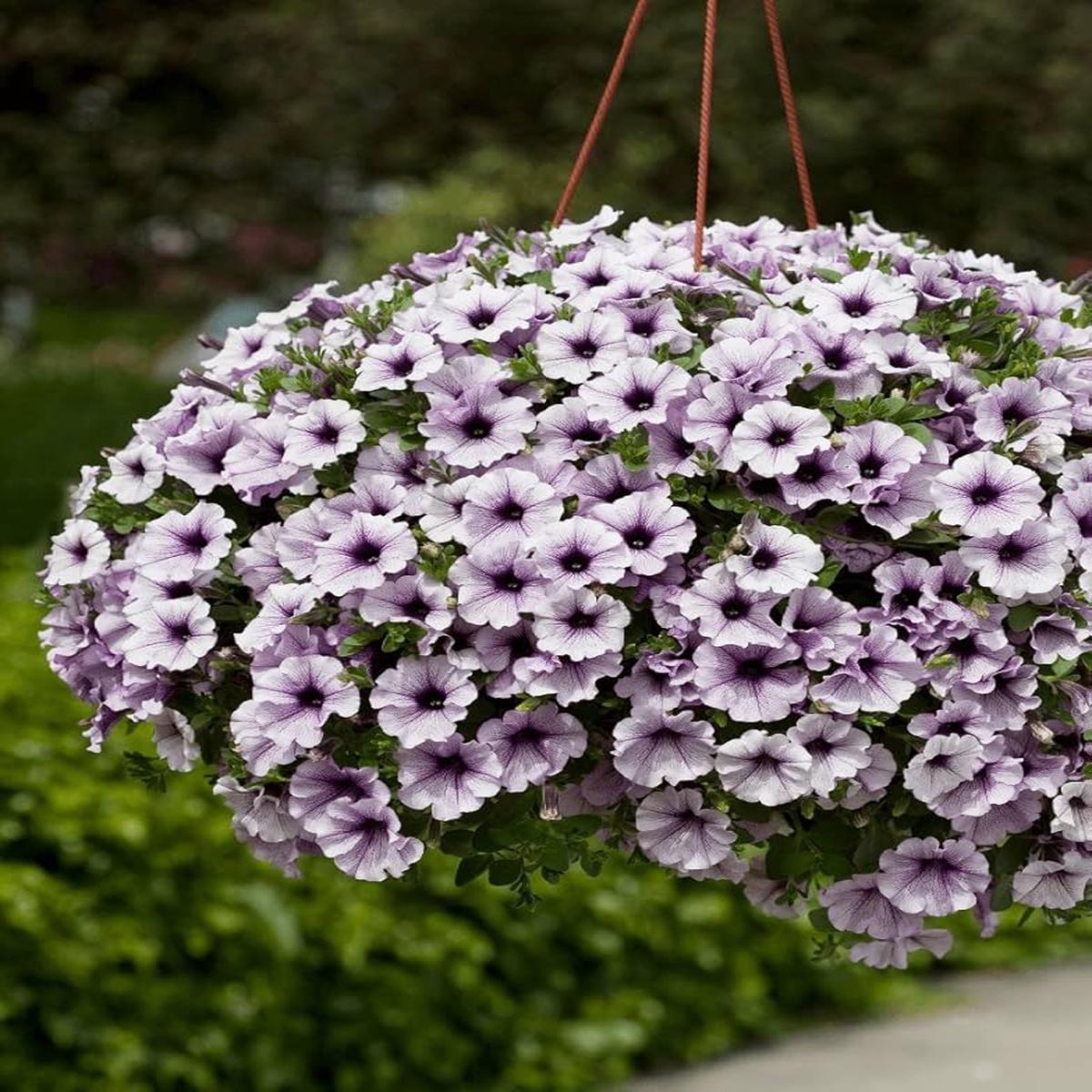 Blue Hanging Petunia Seeds, Wave Series QNW,
