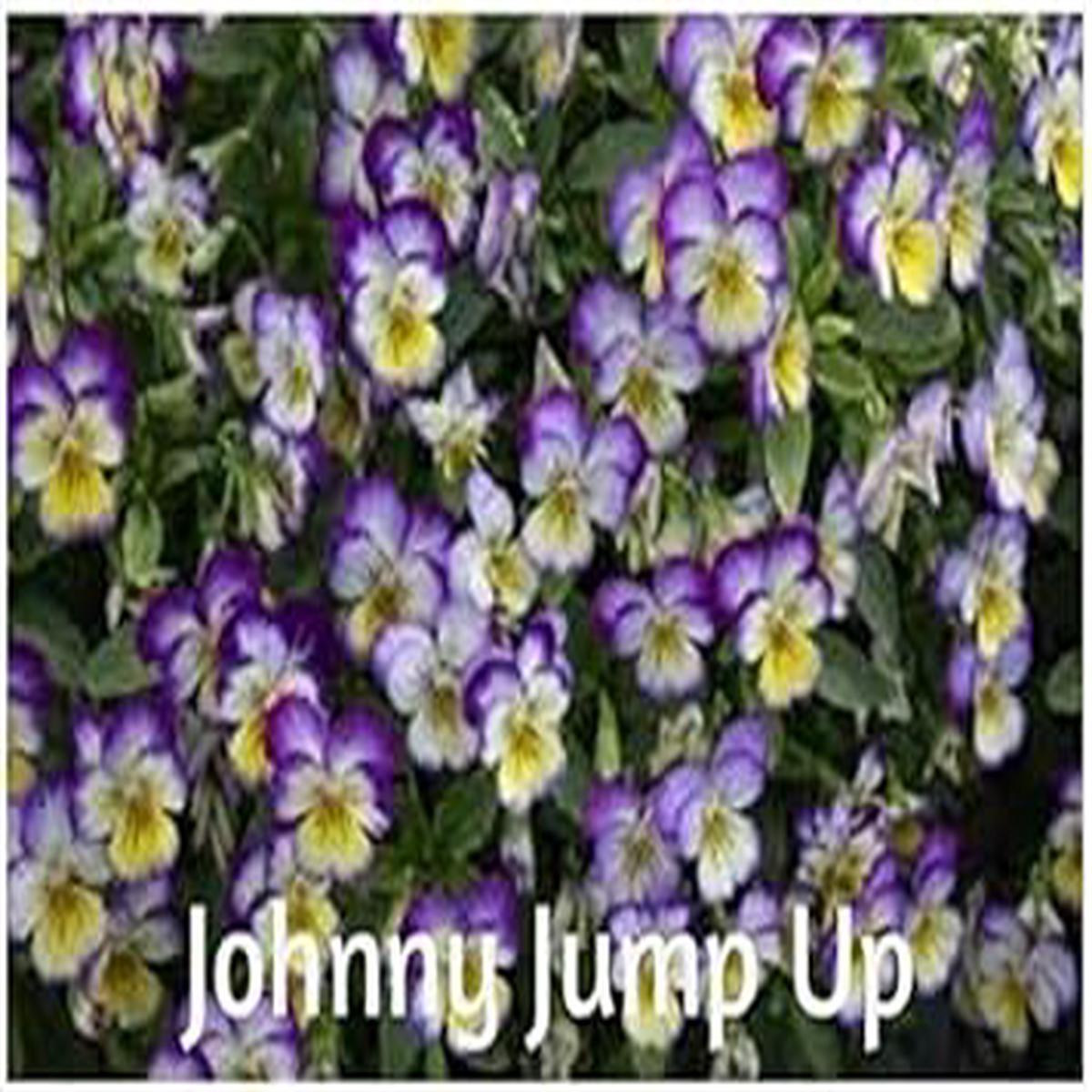 Blue Jump Up Flower seeds for Planting - Cottage Garden Essential, Heirloom & GMO Free Seeds for Home Garden