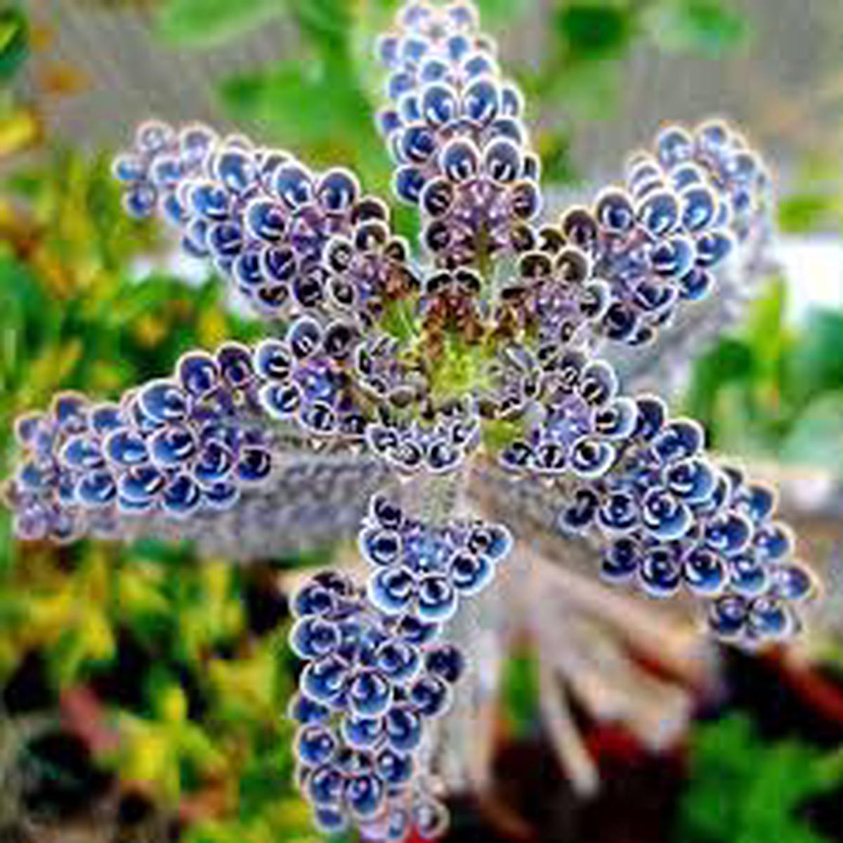 Blue Kalanchoe Delagoensis Seeds for Easy Planting