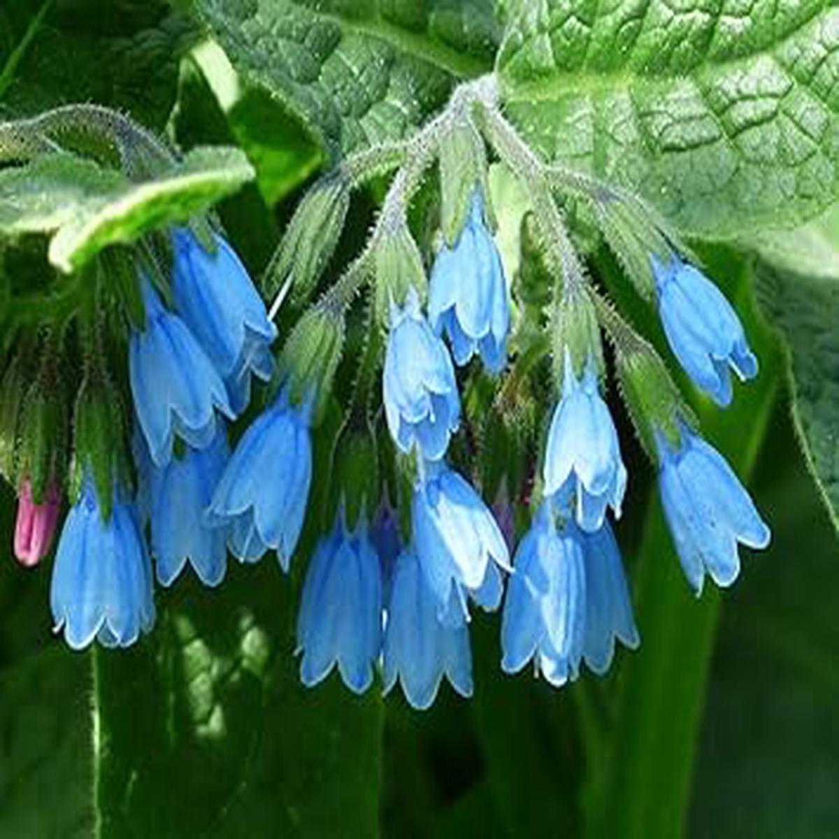 Violet Symphytum Flower seeds for Planting - Drought Tolerant, Heirloom & GMO Free Seeds for Home Garden