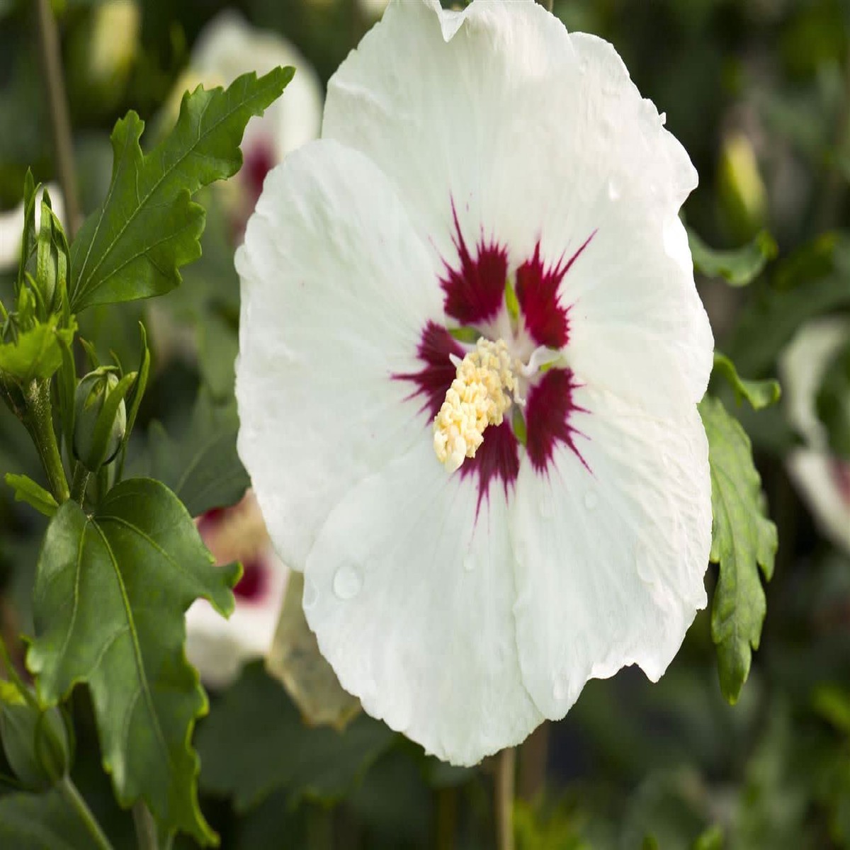 White Hibiscus Hibiscus rosa-sinensis, Flowering Seeds For Planting