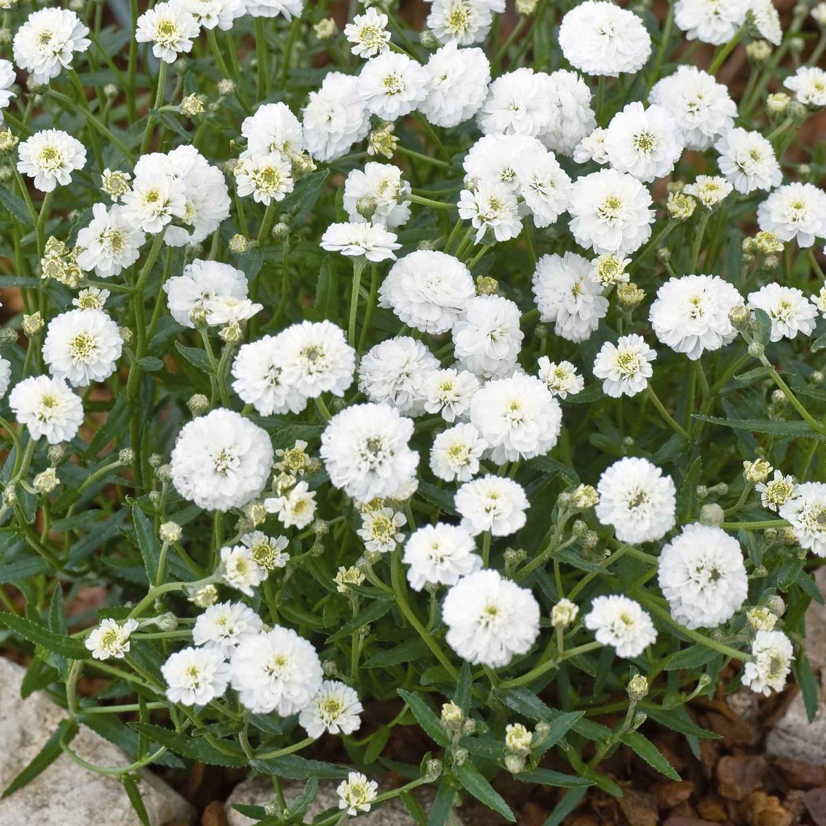 Yarrow Seeds - Marshmallow