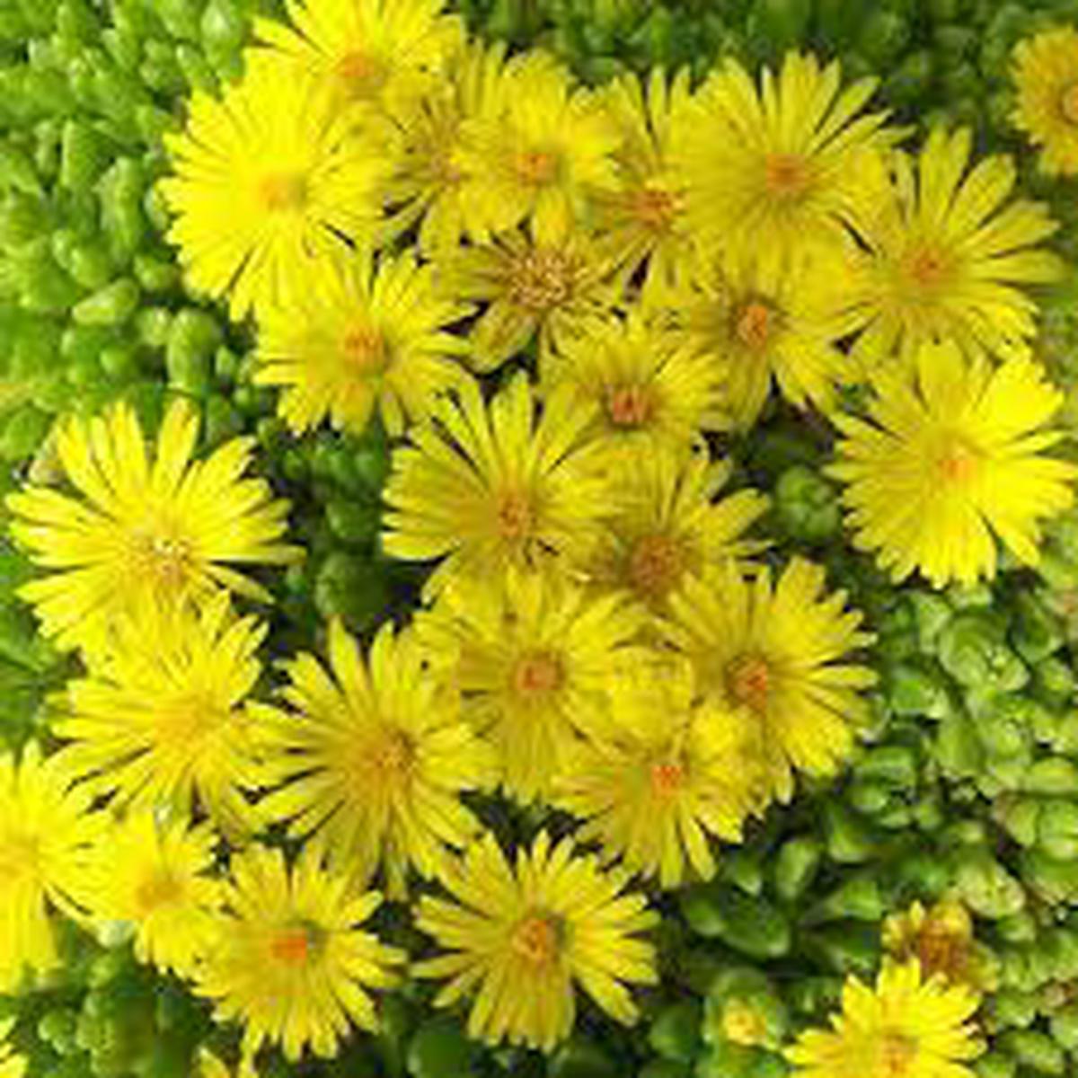 Yellow Delosperma Nubigenum (Ice Plant) Flower Planting Seeds for Garden  Non-GMO, Heirloom, High Germination