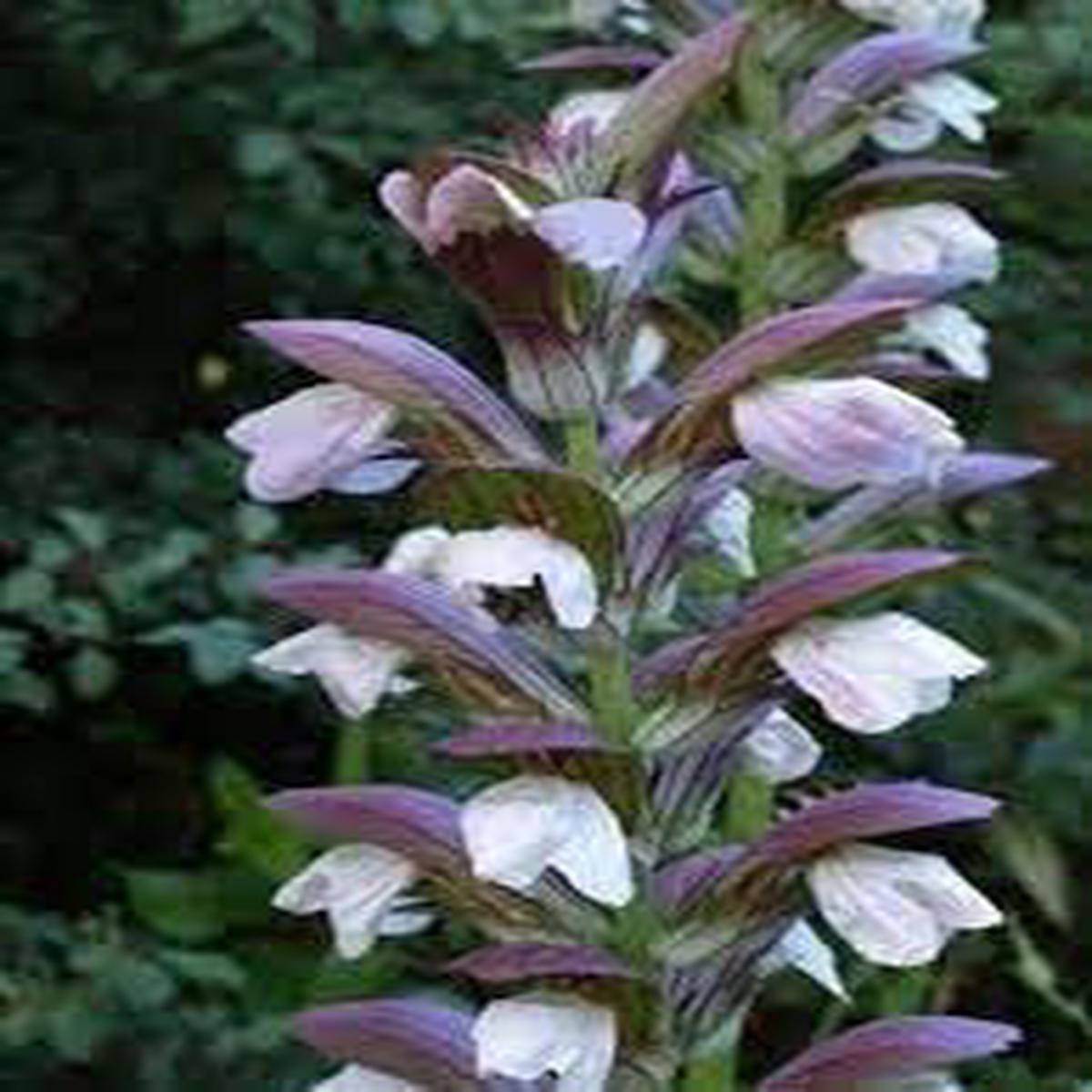 Acanthus Mollis Flower Seeds for Planting, Heirloom, Non-GMO, 100 pcs