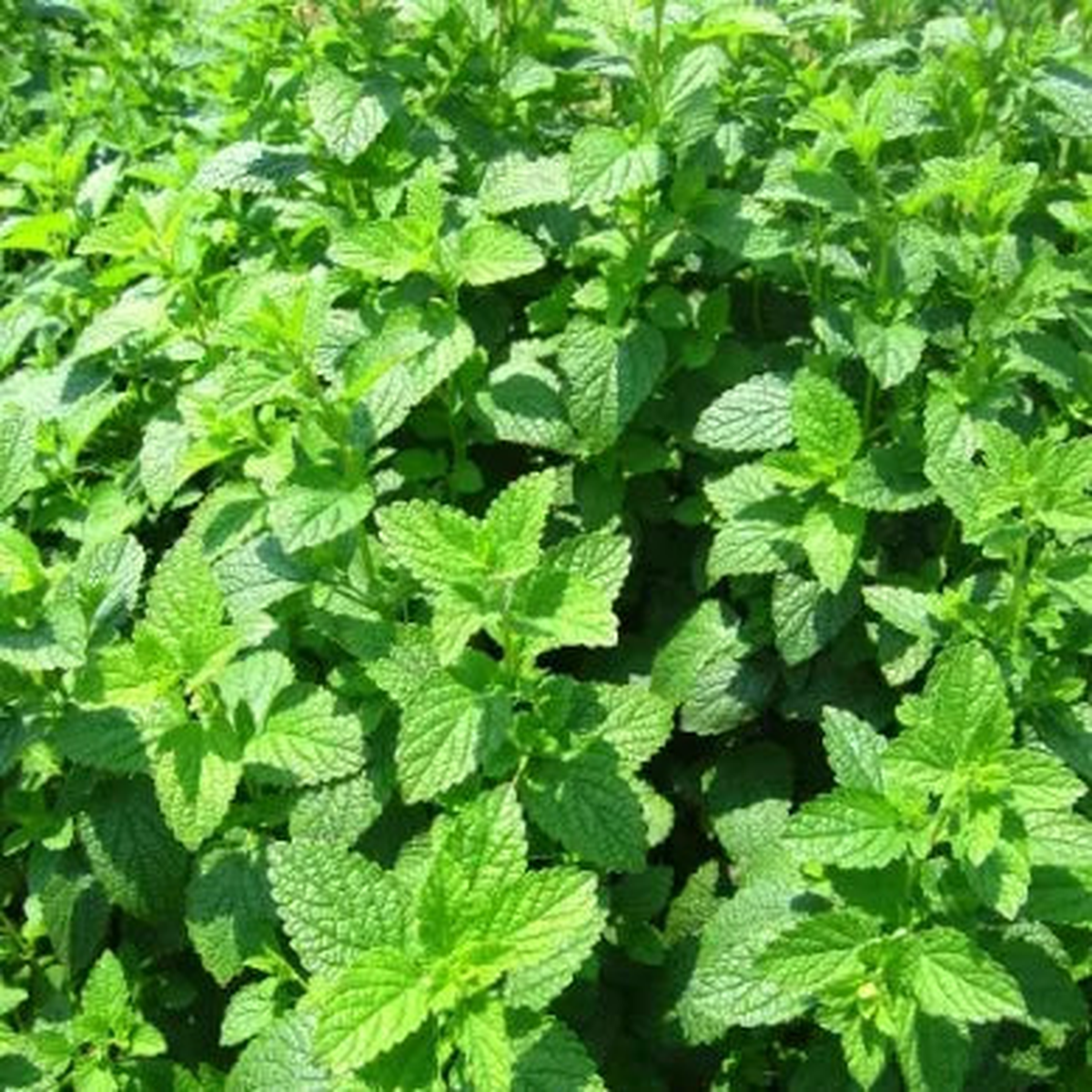 Anther Edible Dual Purpose Lemon Balm Aromatic Flower For Planting  Heirloom, Non-GMO, High Germination Organic Garden Seeds