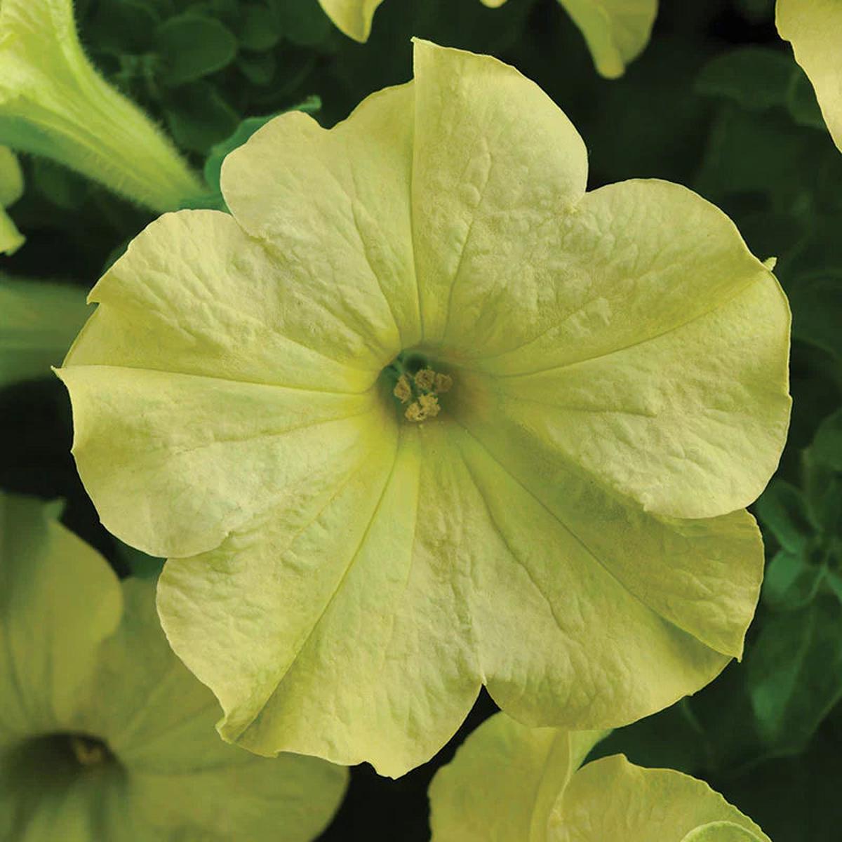 Blue Lime Green Petunia Flower seeds for Planting - Low Maintenance, Heirloom & GMO Free Seeds for Home Garden