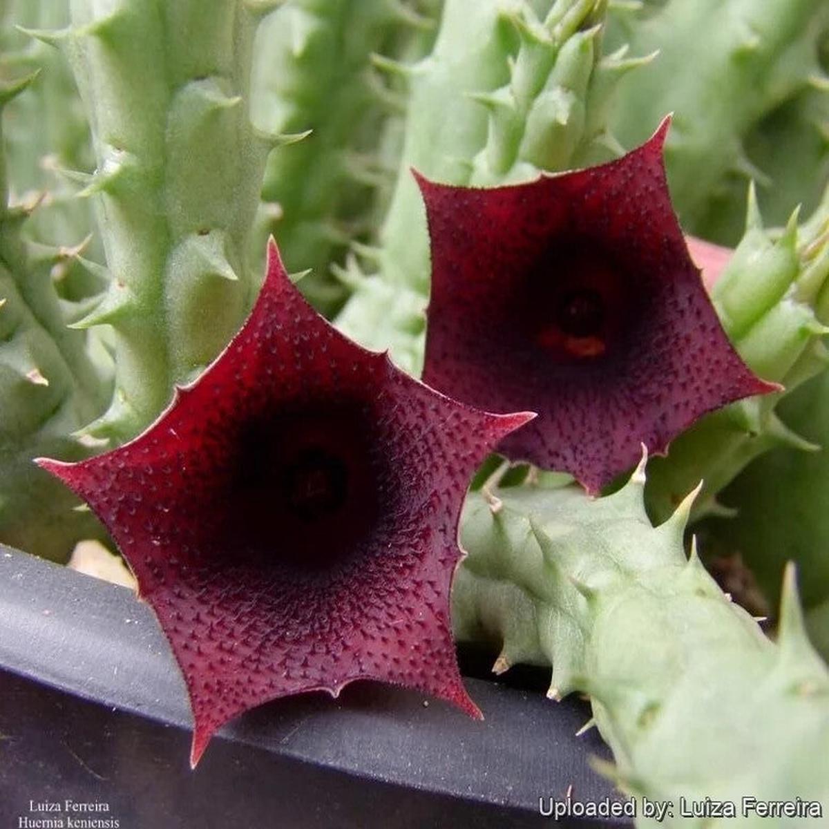 Huernia Keniensis Flower Seeds for Planting  Heirloom Non-GMO, High Germination Organic Garden Seeds