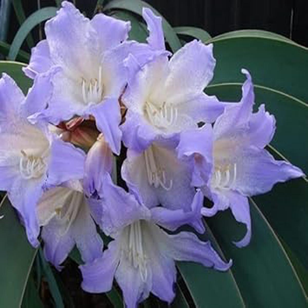 White Blue Hippeastrum Flower seeds for Planting - Bright Blooms, Heirloom & GMO Free Seeds for Home Garden